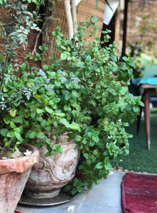 Roof of Comfort & Calm in Maadi