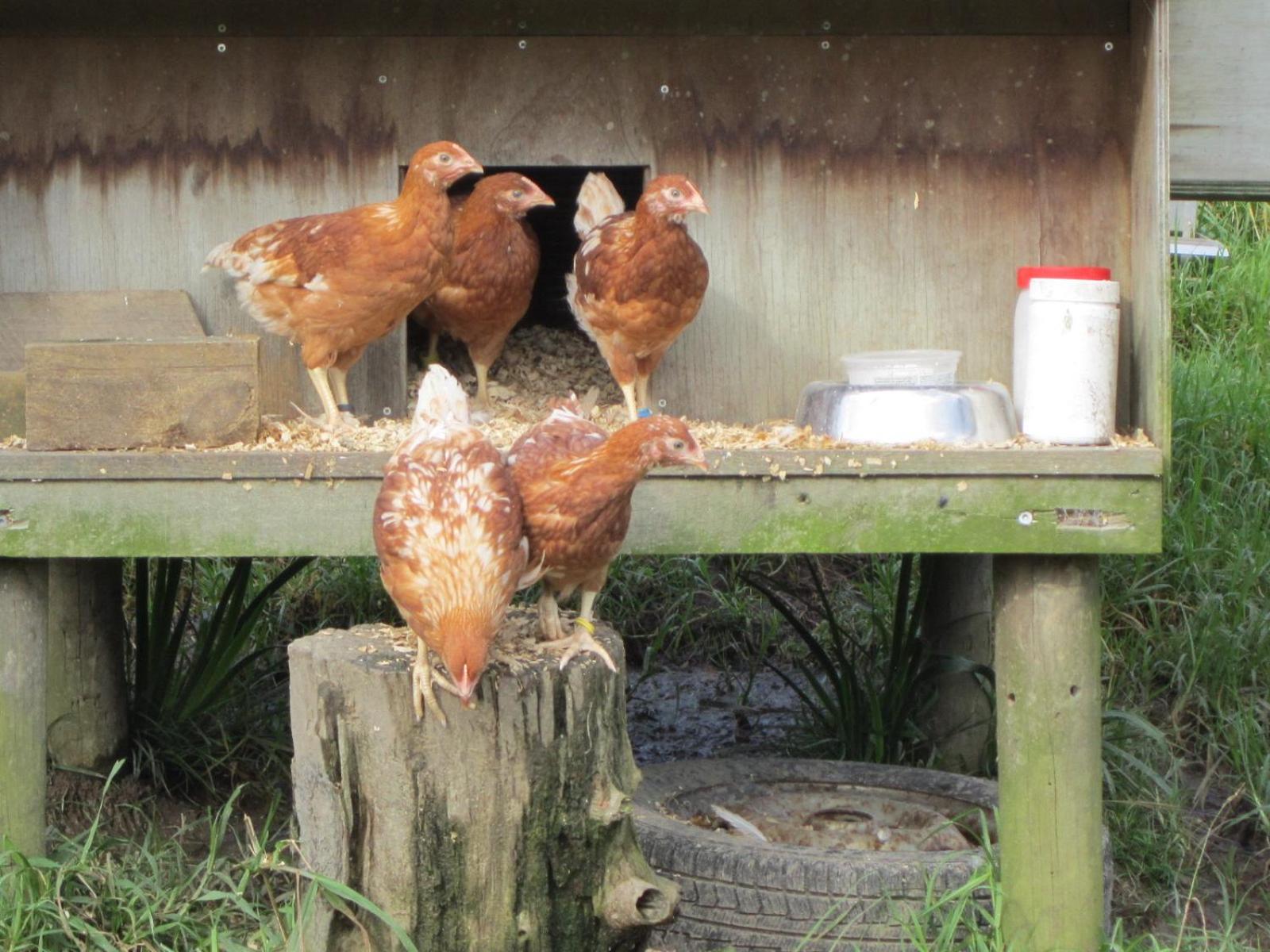 The Hen House