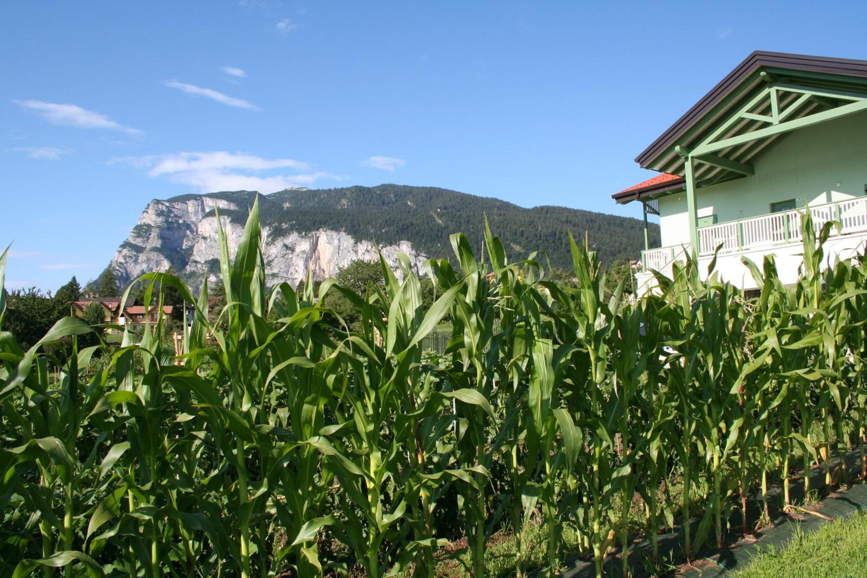 Photo 31