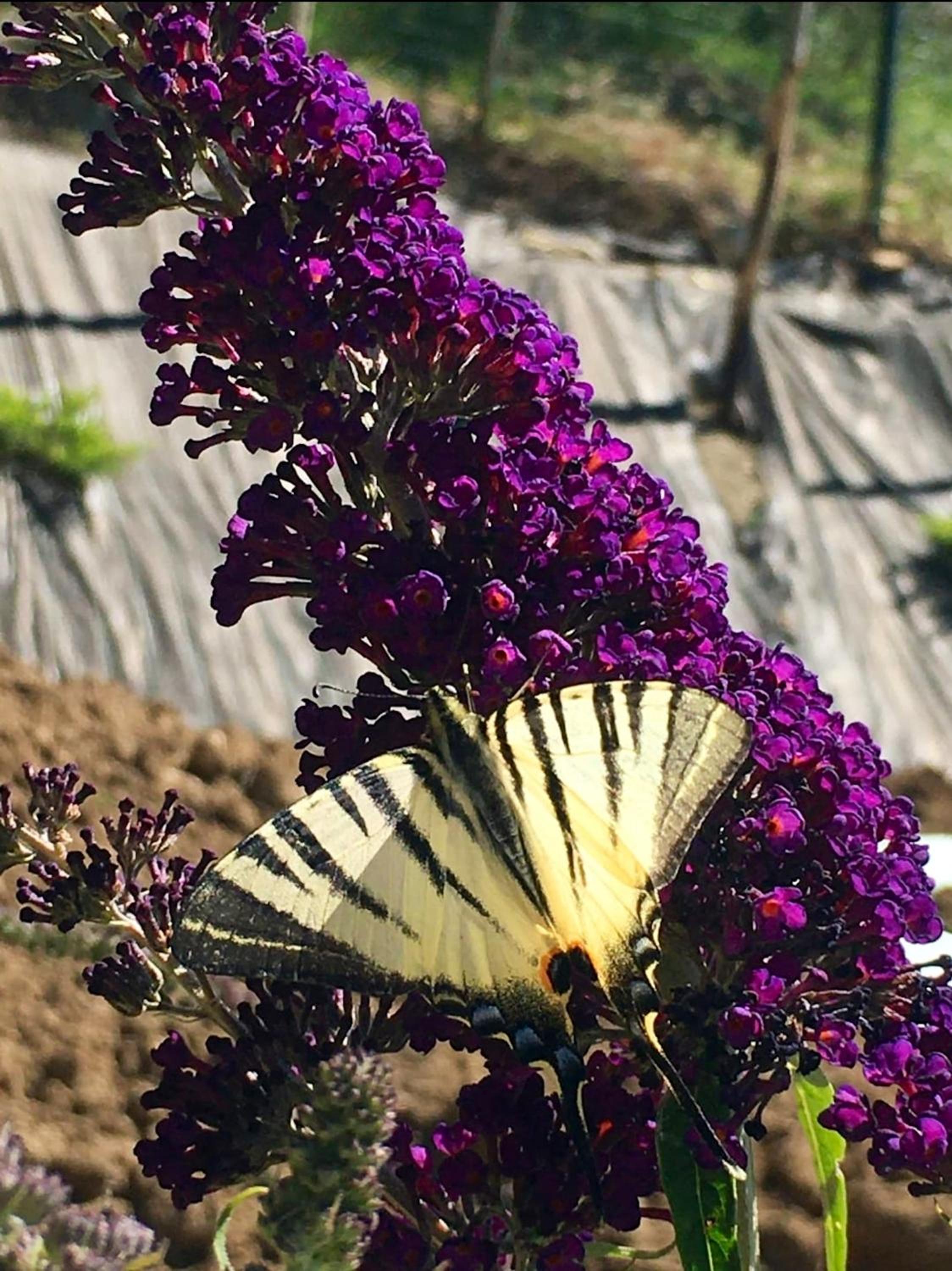 Photo 28