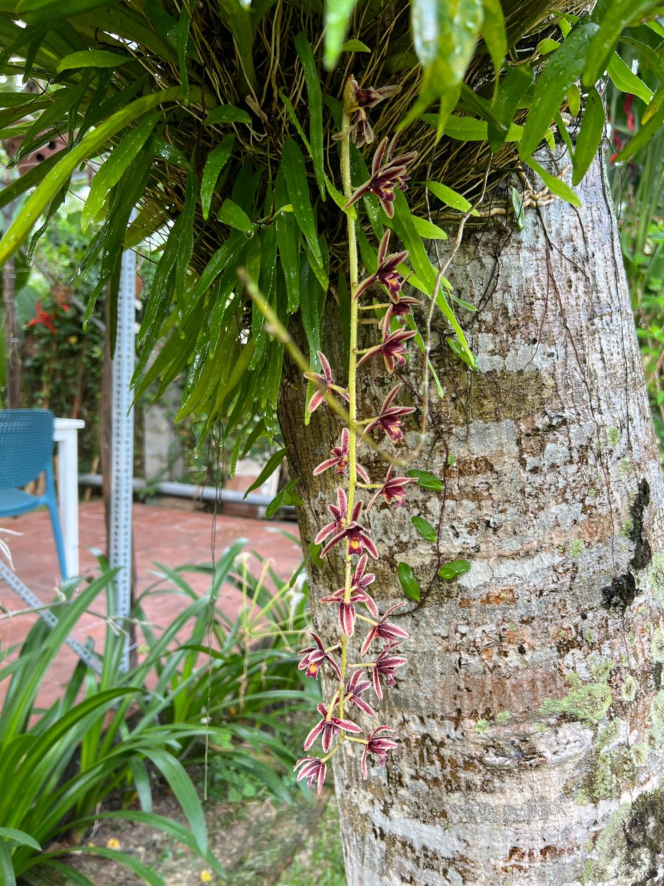 Tropical Garden Phu Quoc