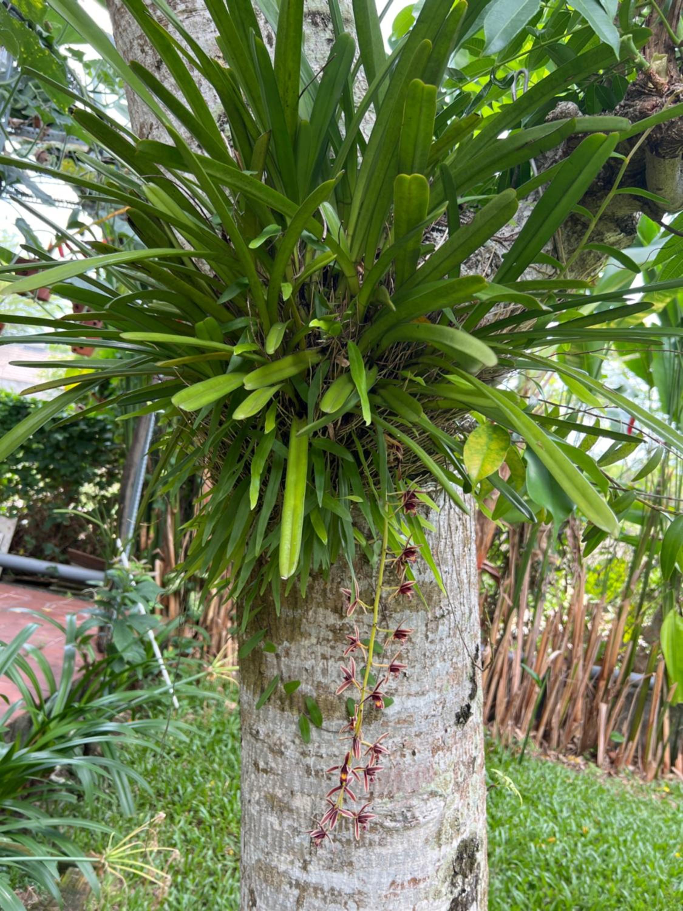 Tropical Garden Phu Quoc