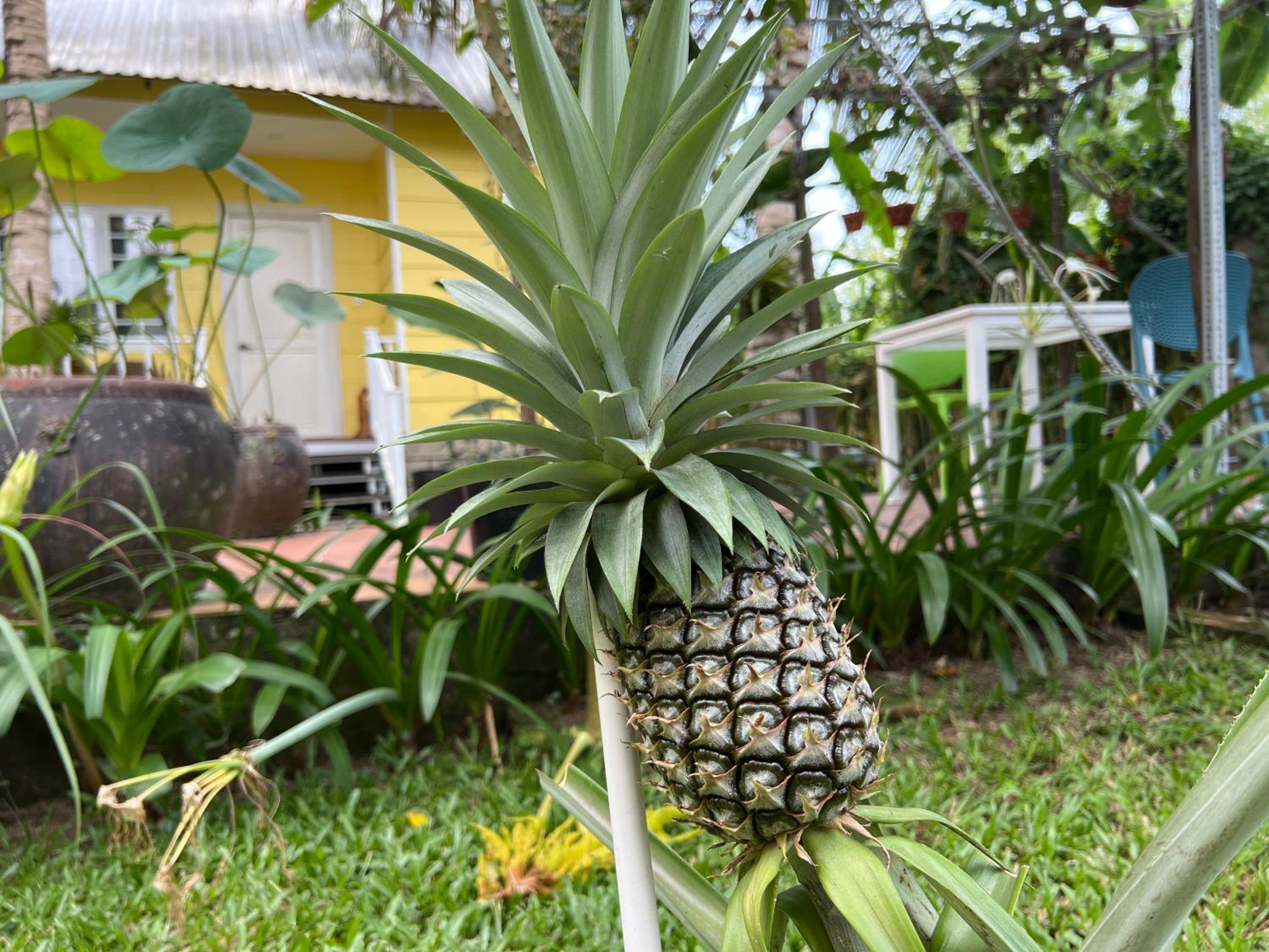 Tropical Garden Phu Quoc