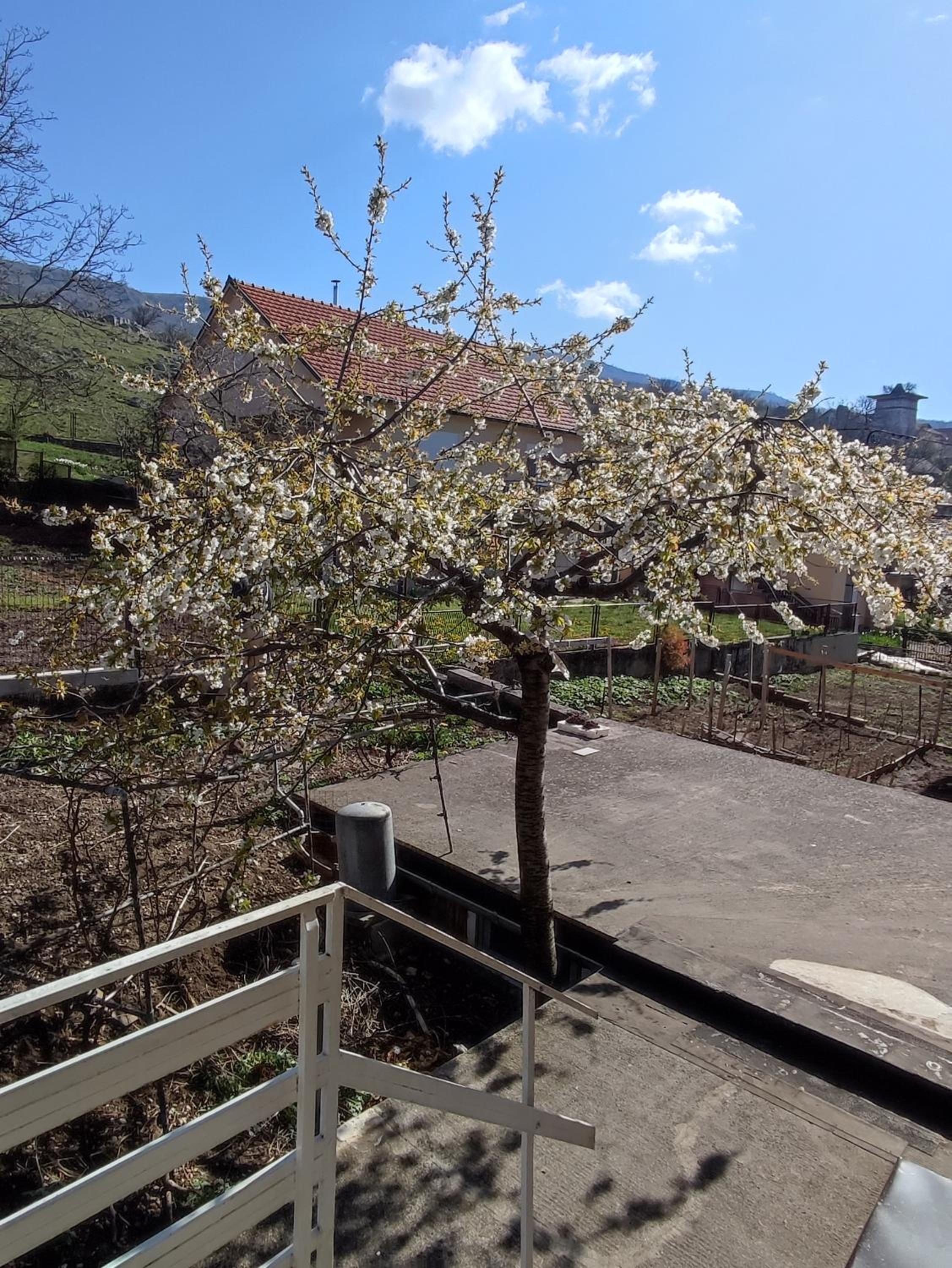 Apartman Bor