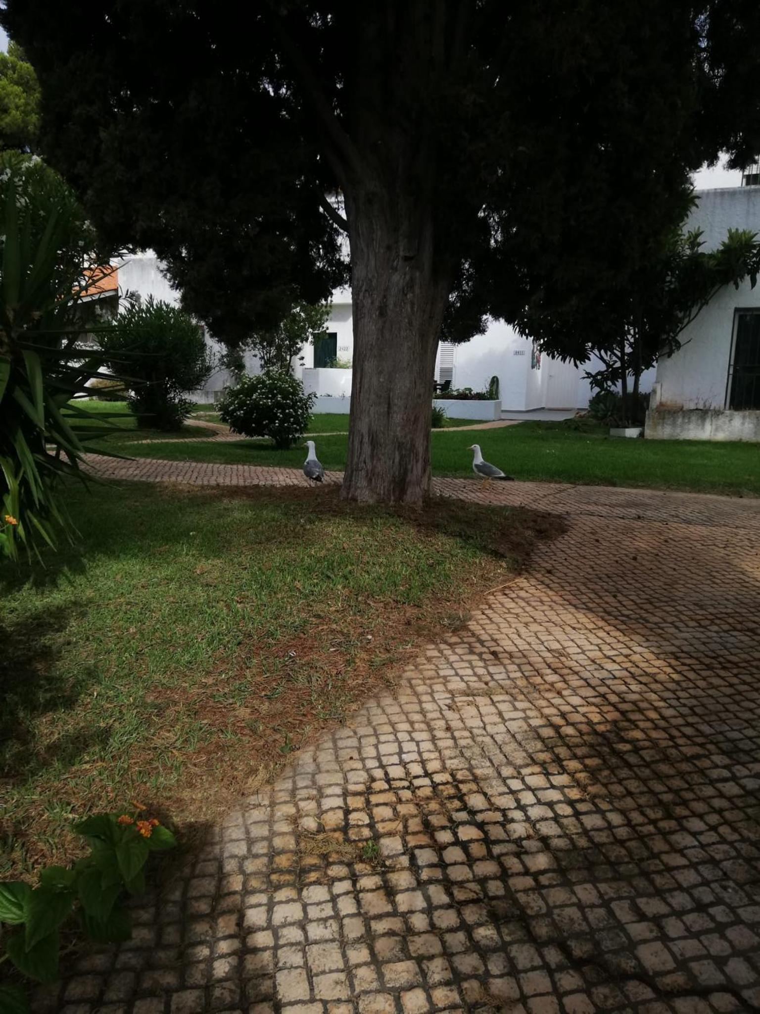 Vilamoura Alecrim