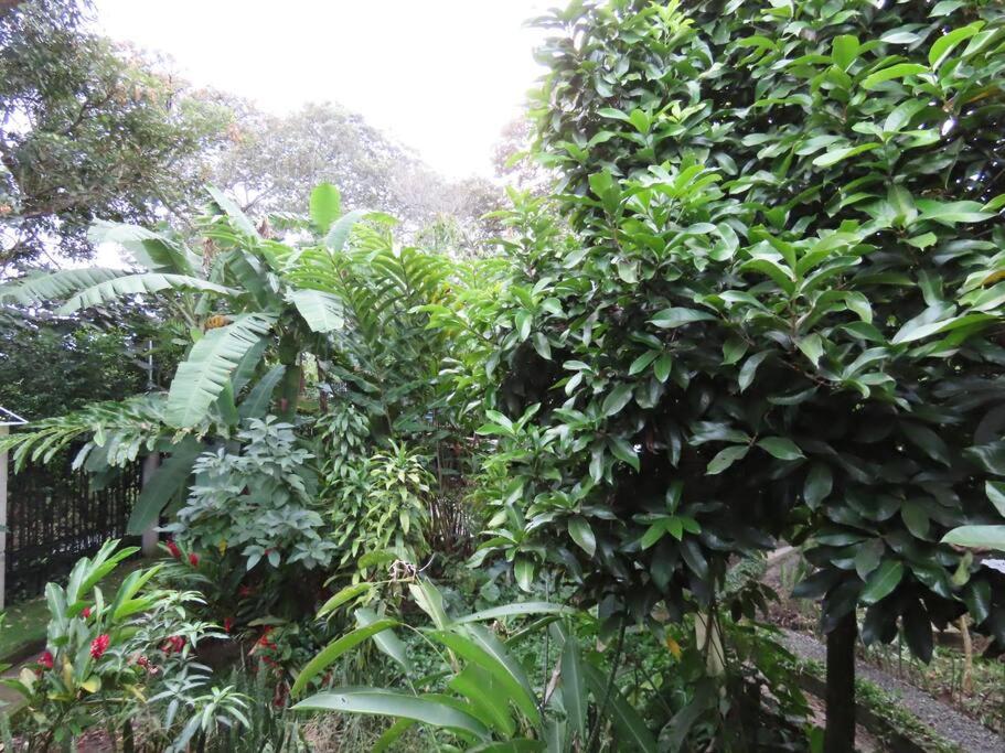 Cabaña El Susurro Del Agua - Ibagué