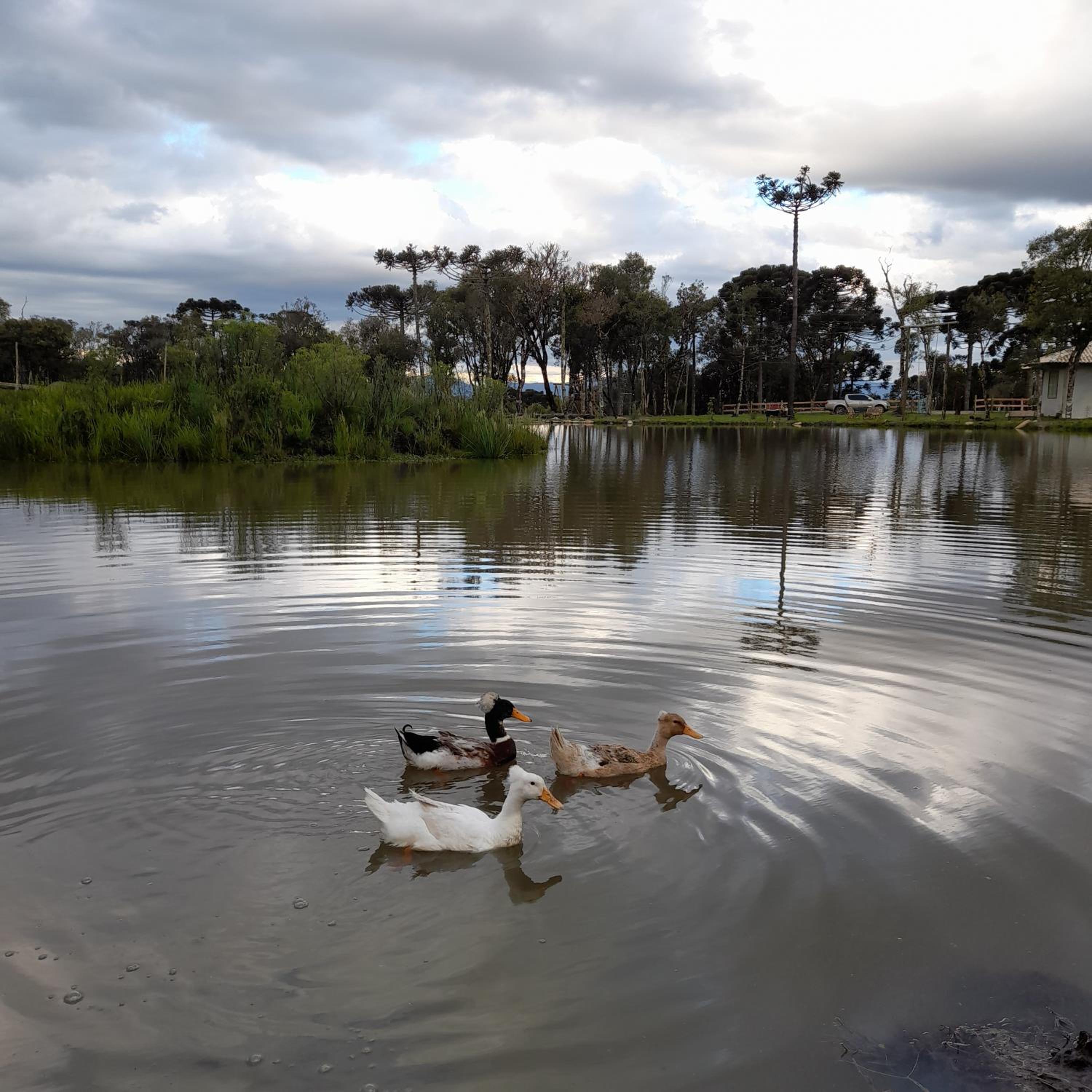 Refúgio Altos do Campestre - TURISMO RURAL