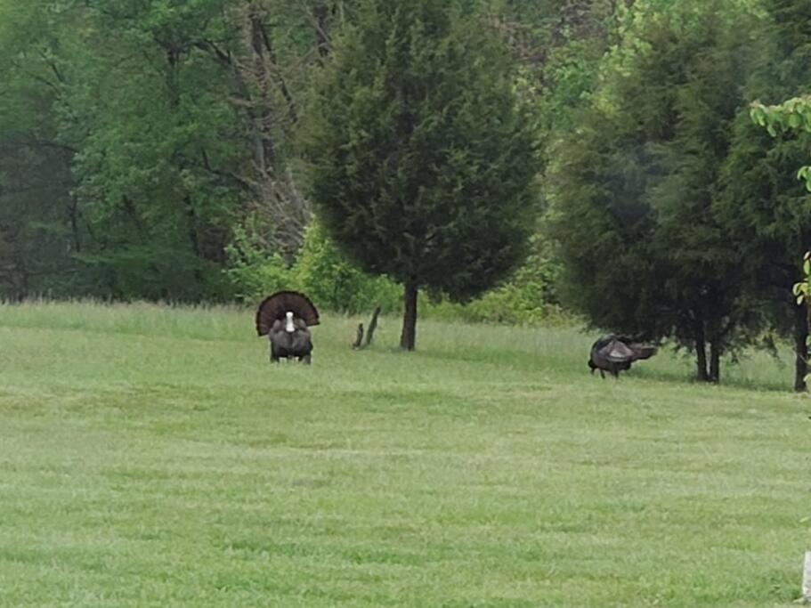 Kentucky Hills Country Cottage - Country Life