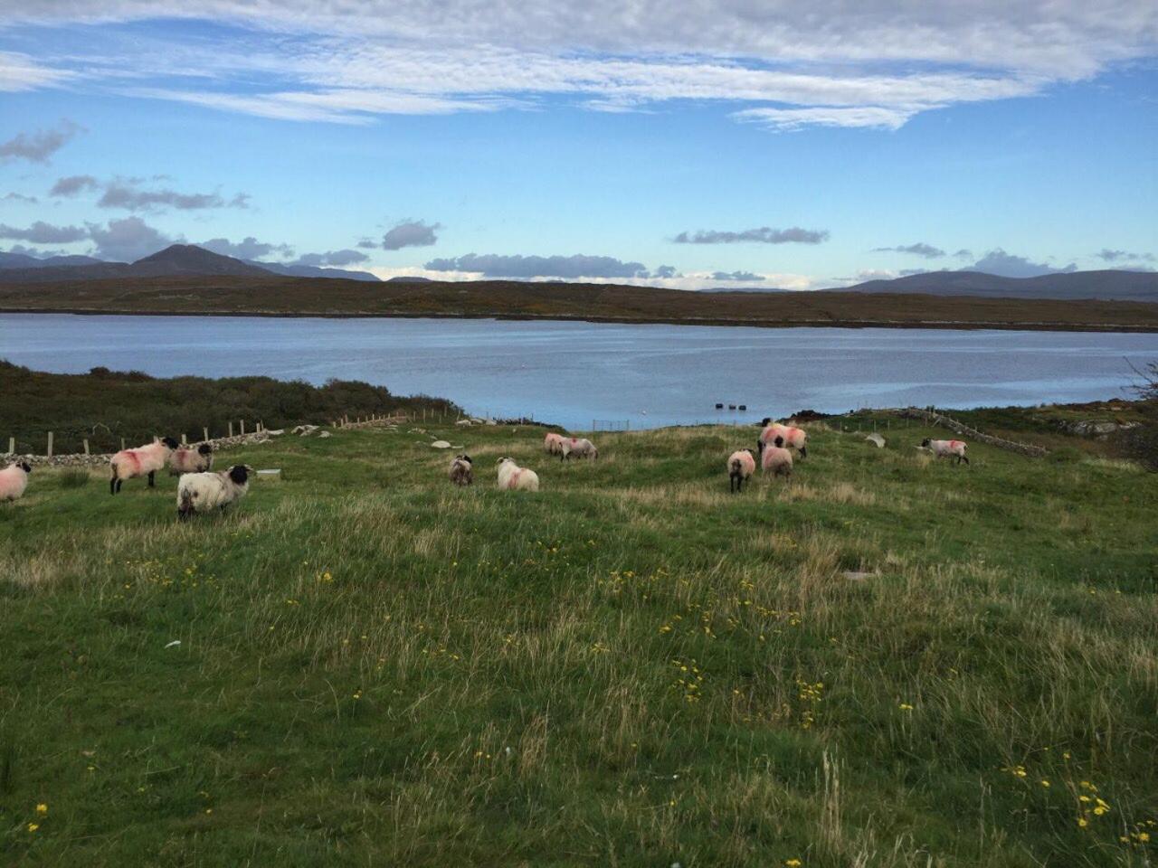 Apartment at Island Cottage, Inishnee, Roundstone view 4