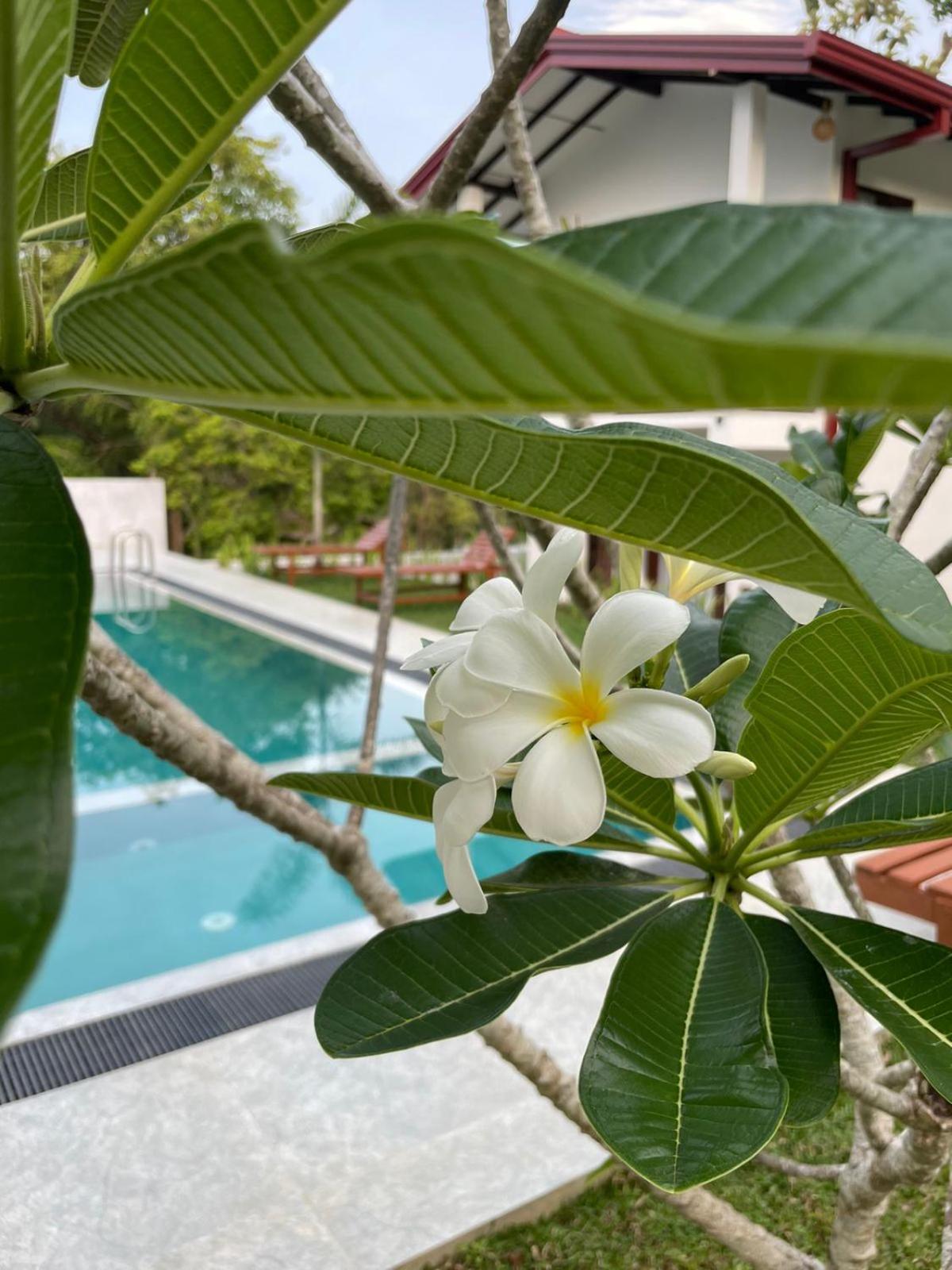 Finch Tangalle