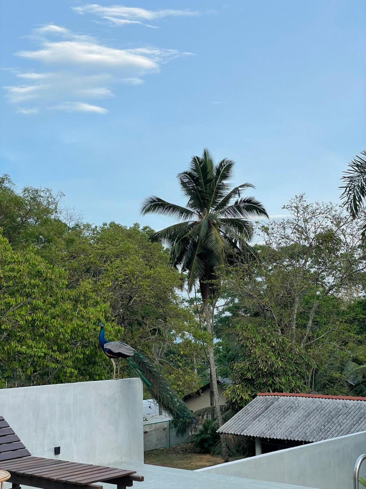 Finch Tangalle