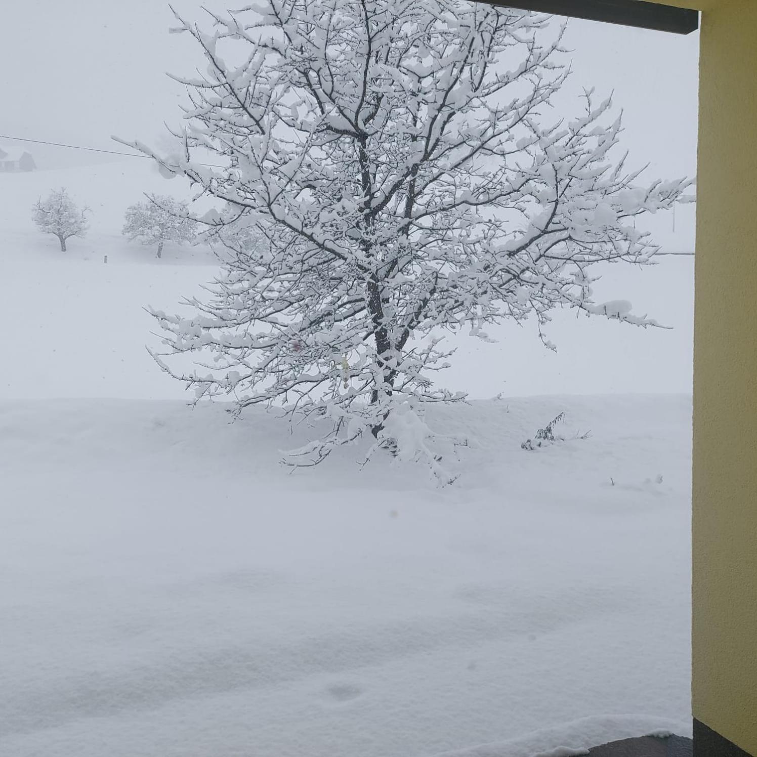 Greimblick