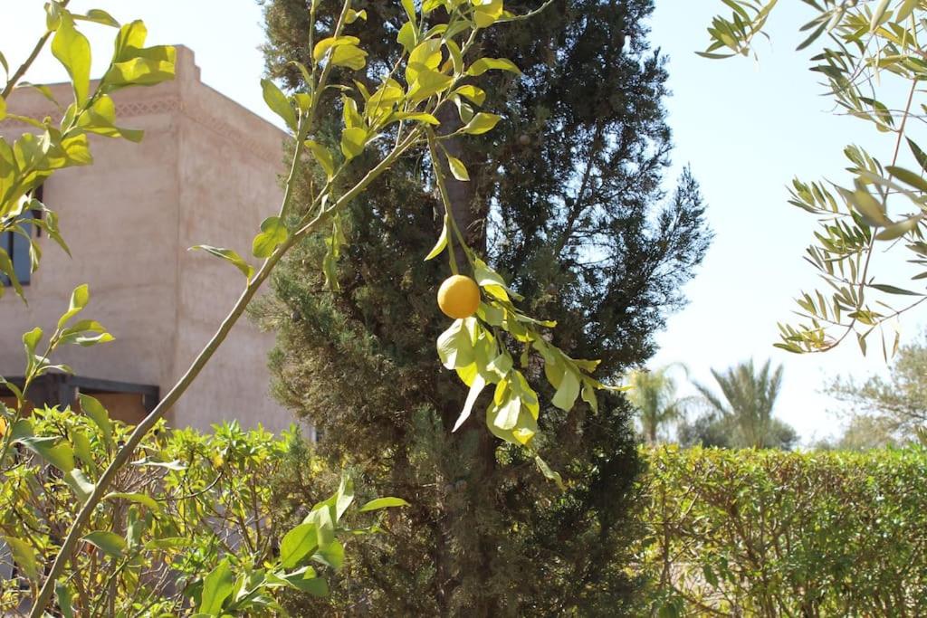 Photo 43