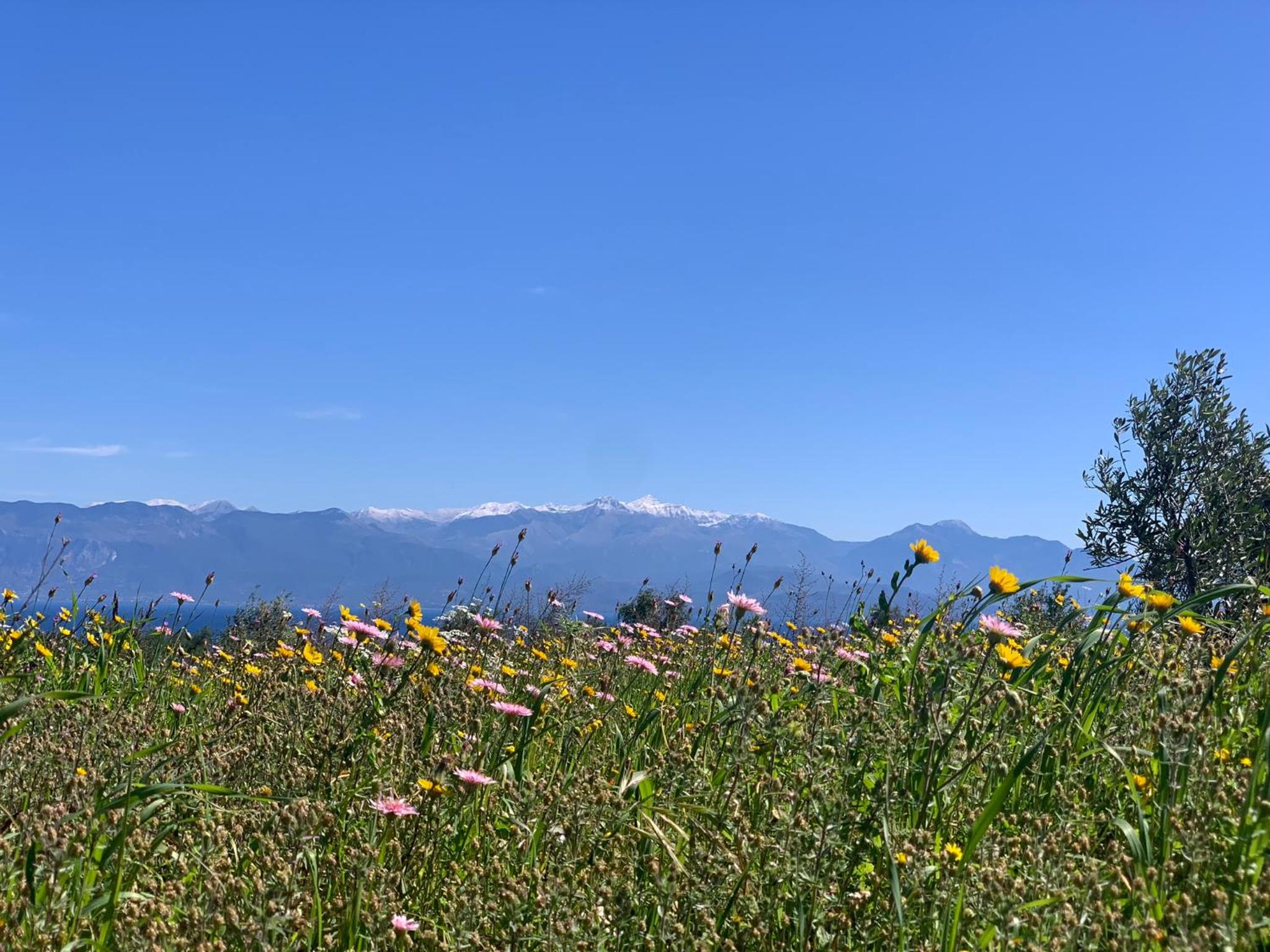 Villa Delfini