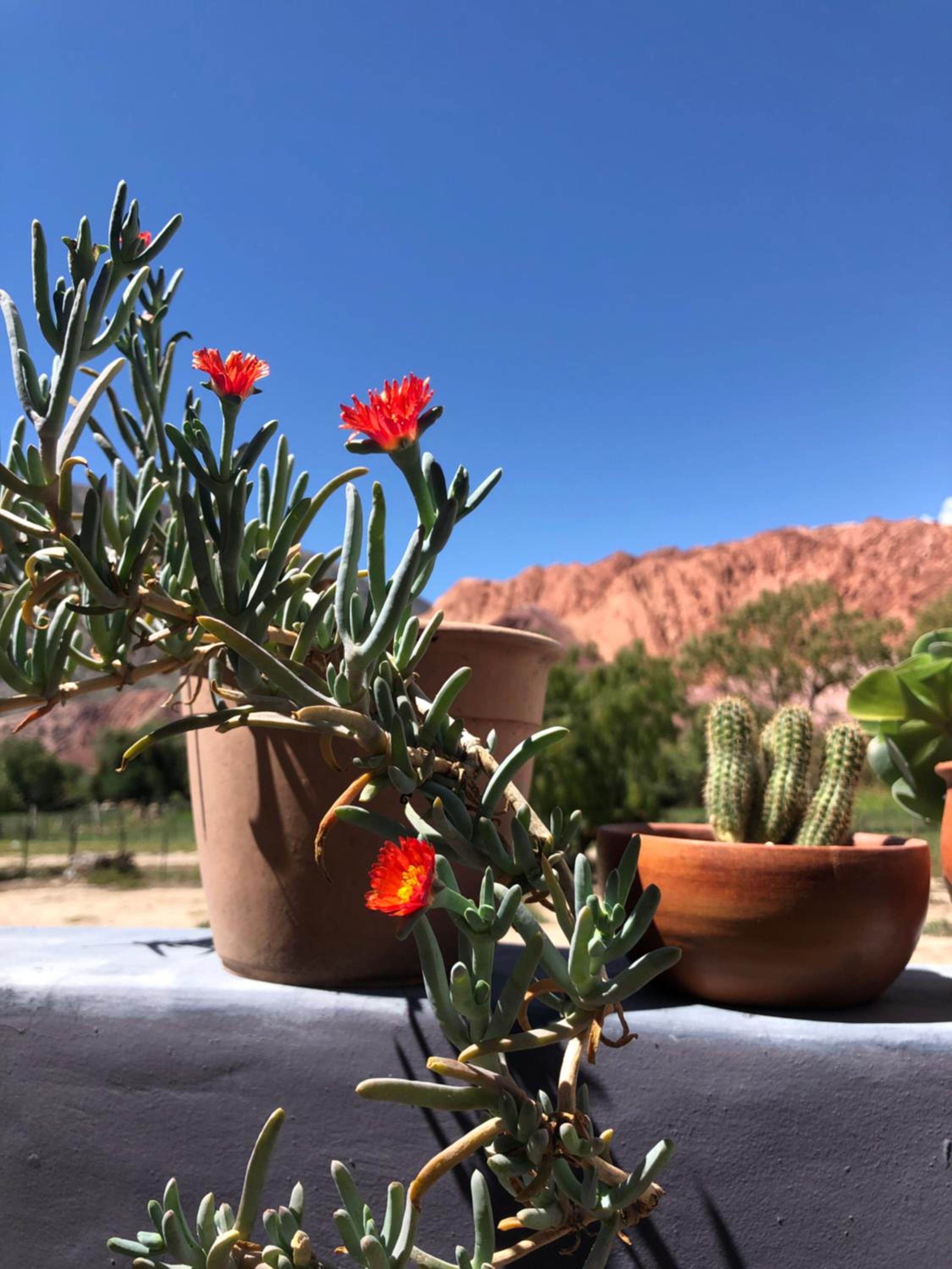 Las Lavandas Purmamarca