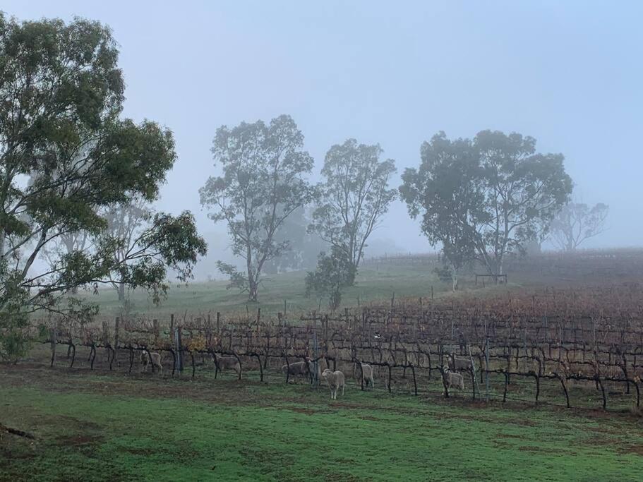O'Briens of Clare - Stylish Pet Friendly Vineyard Accommodation