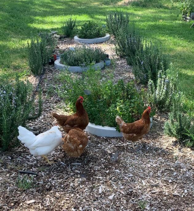 O'Briens of Clare - Stylish Pet Friendly Vineyard Accommodation