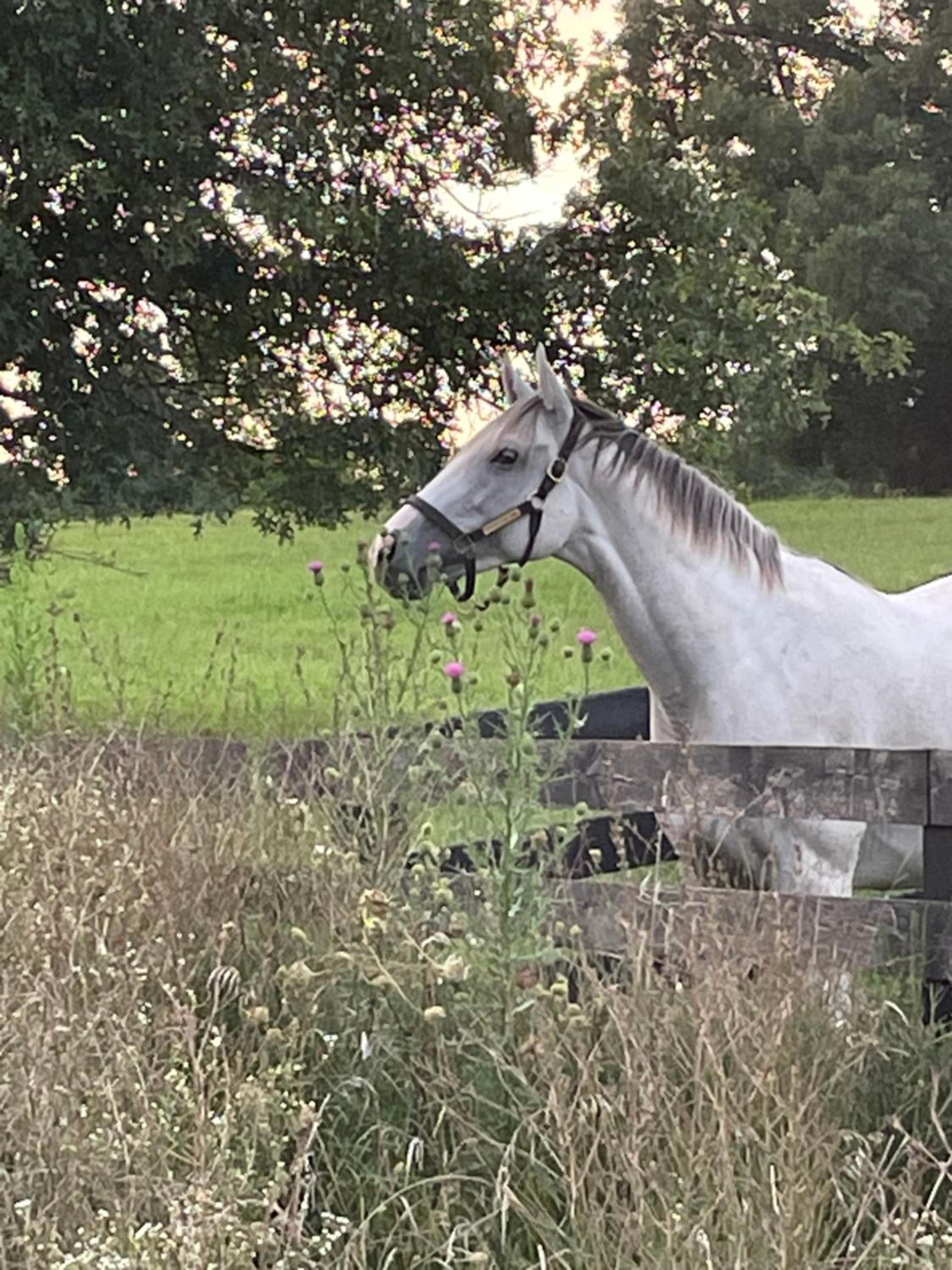 Pillow and Paddock B&B