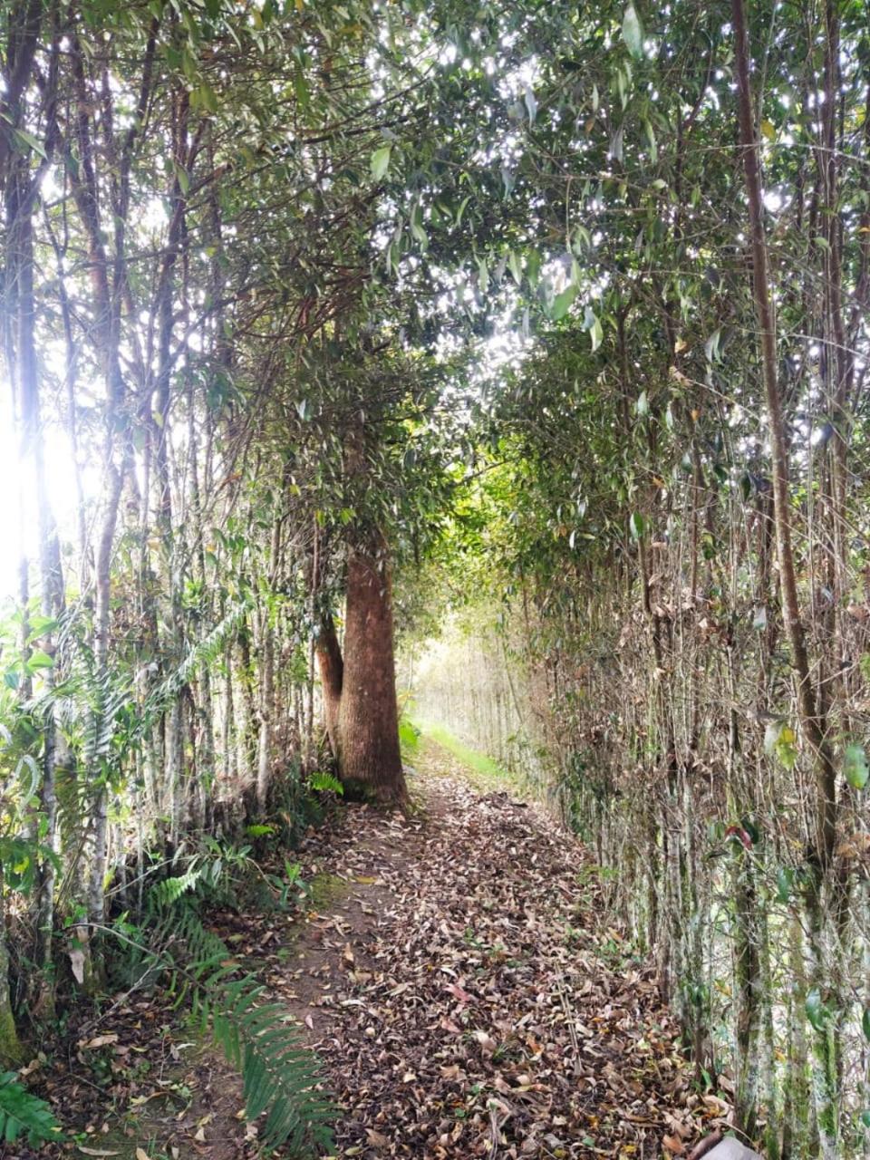 Cabaña Luna Verde