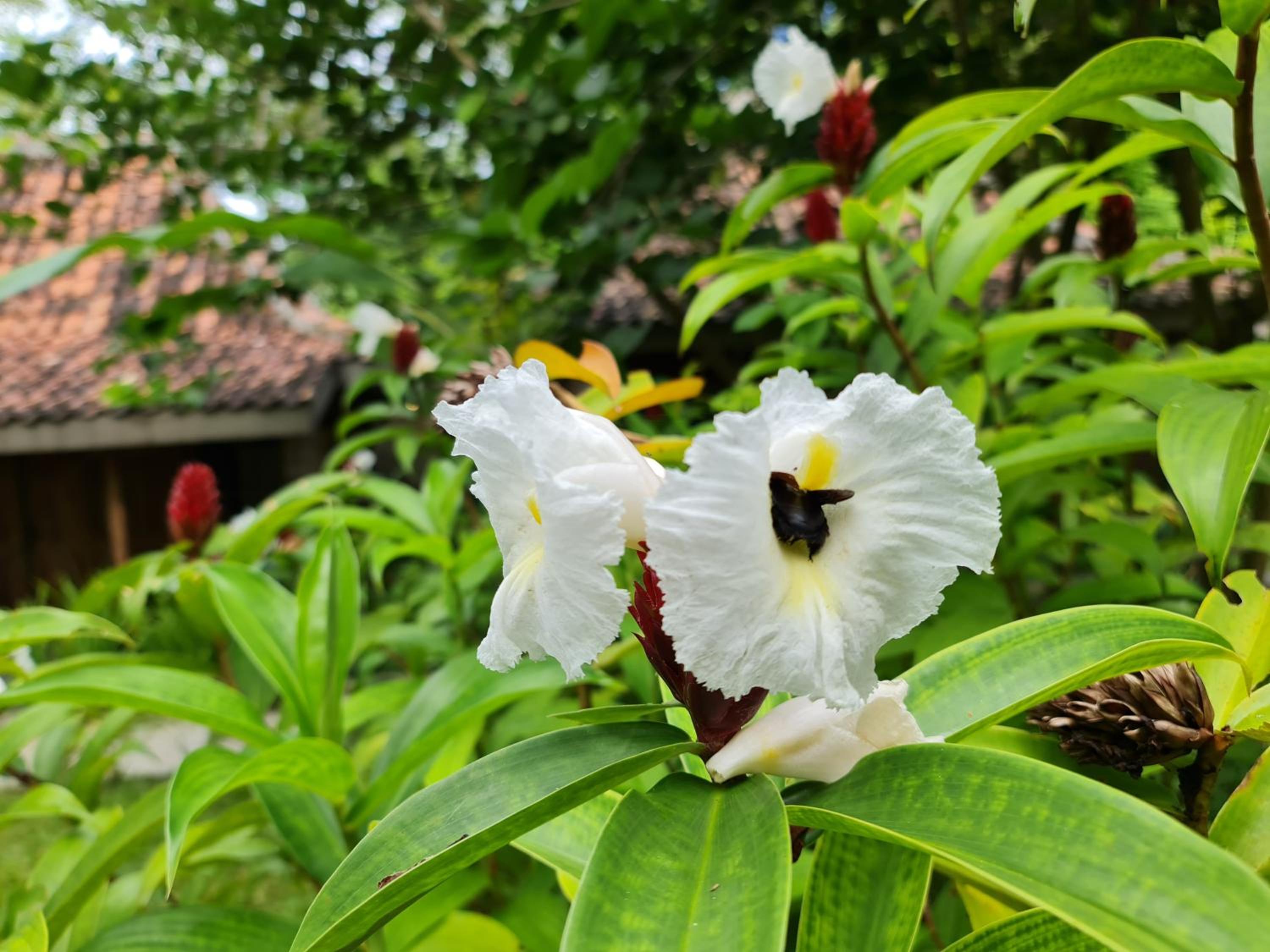 Villa Kayu Yogyakarta view 3
