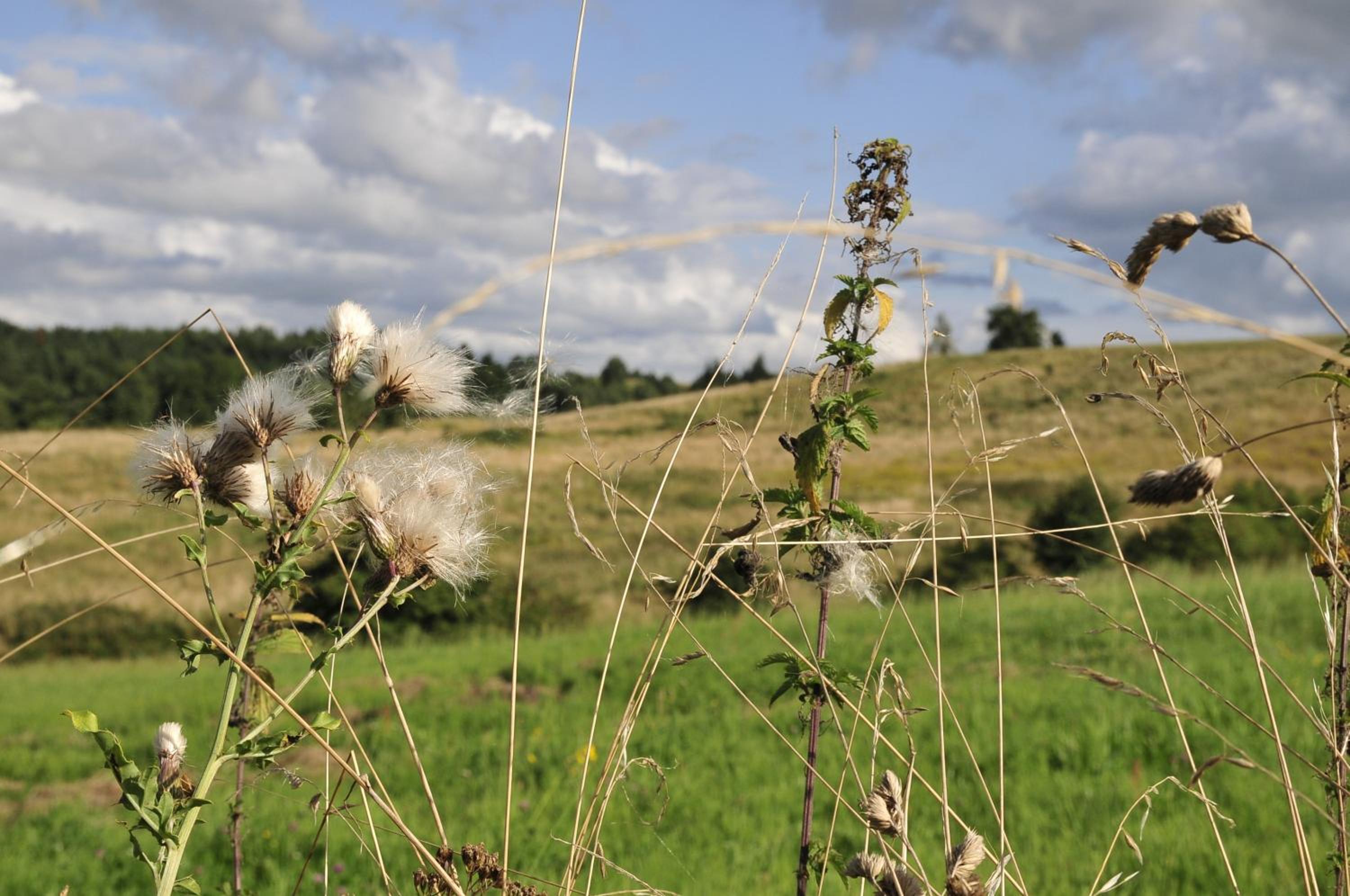 agroturystyka Orzechowe Wzgórze
