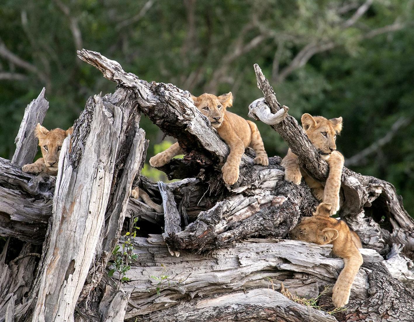 Msandile River Lodge
