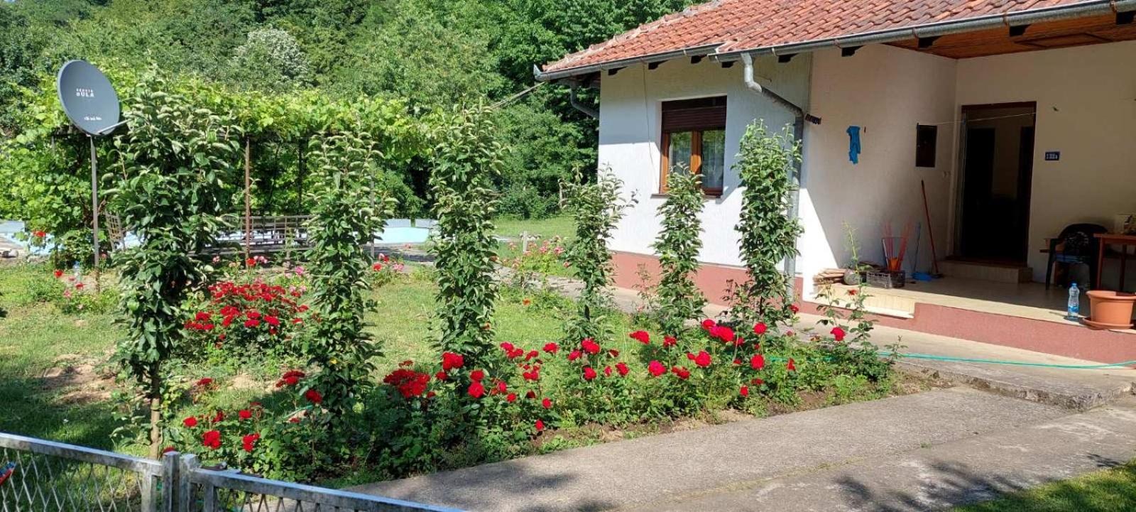 Vitez Koja