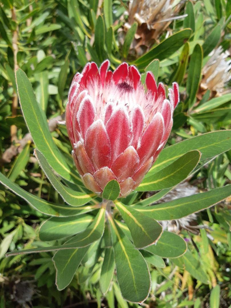 Protea Apartment