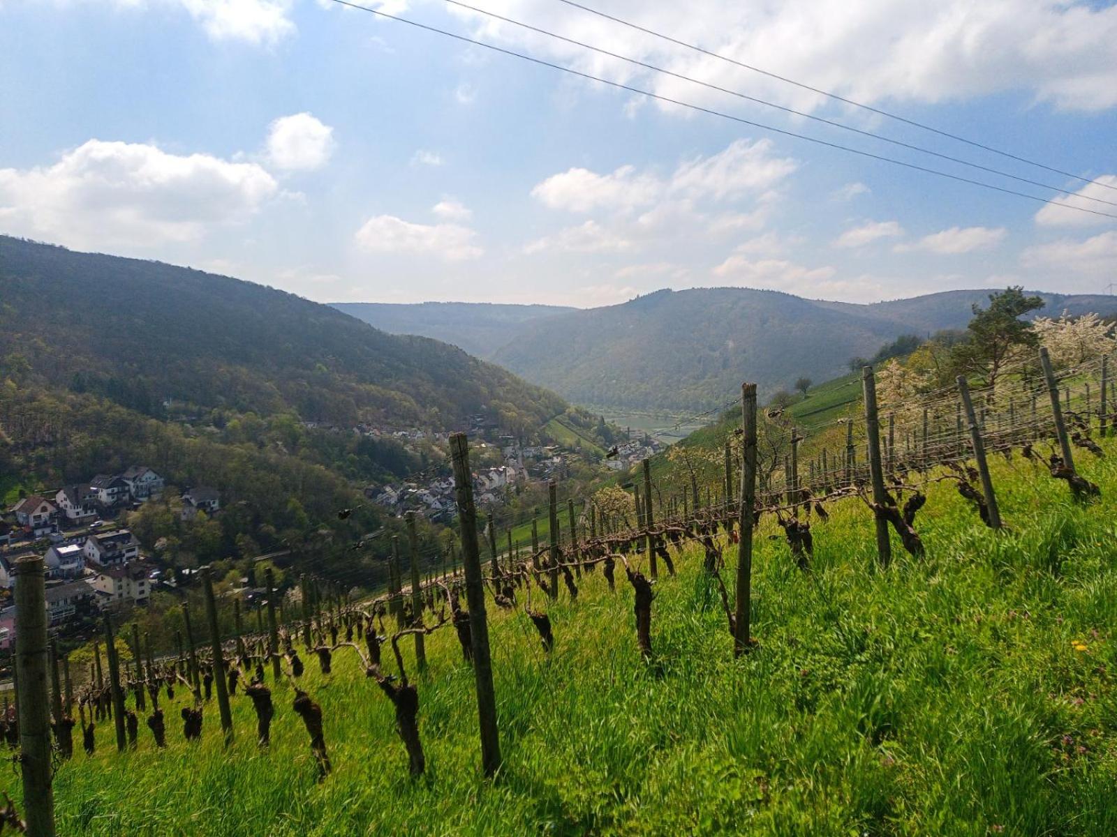 Pension Milberg Assmannshausen view 4