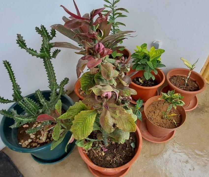 Apartamentos Santiago - Tarrafal