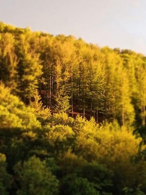 Ferienwohnung Hirschkopf im Südschwarzwald