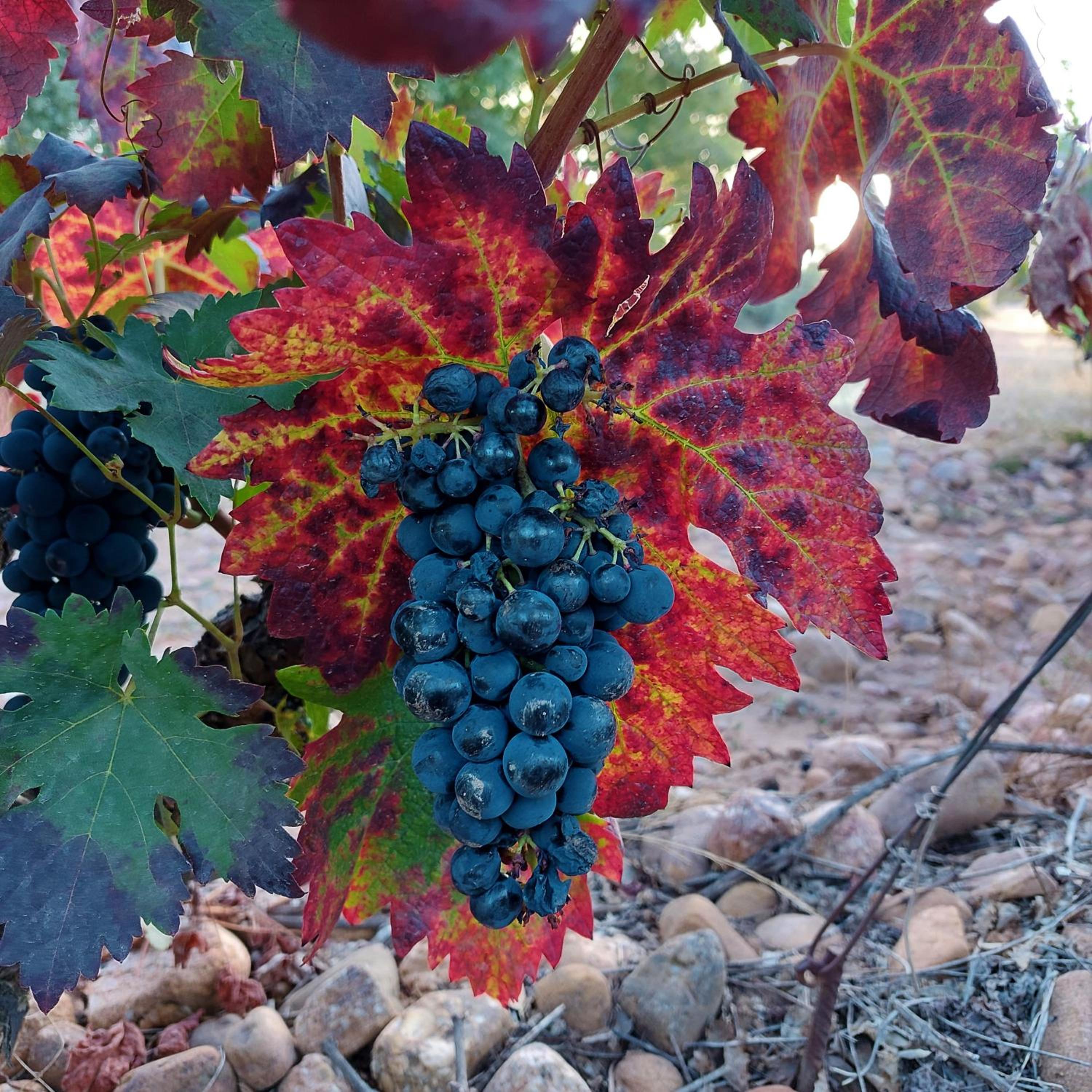 Sojuela Turismo Golf Naturaleza y VIno