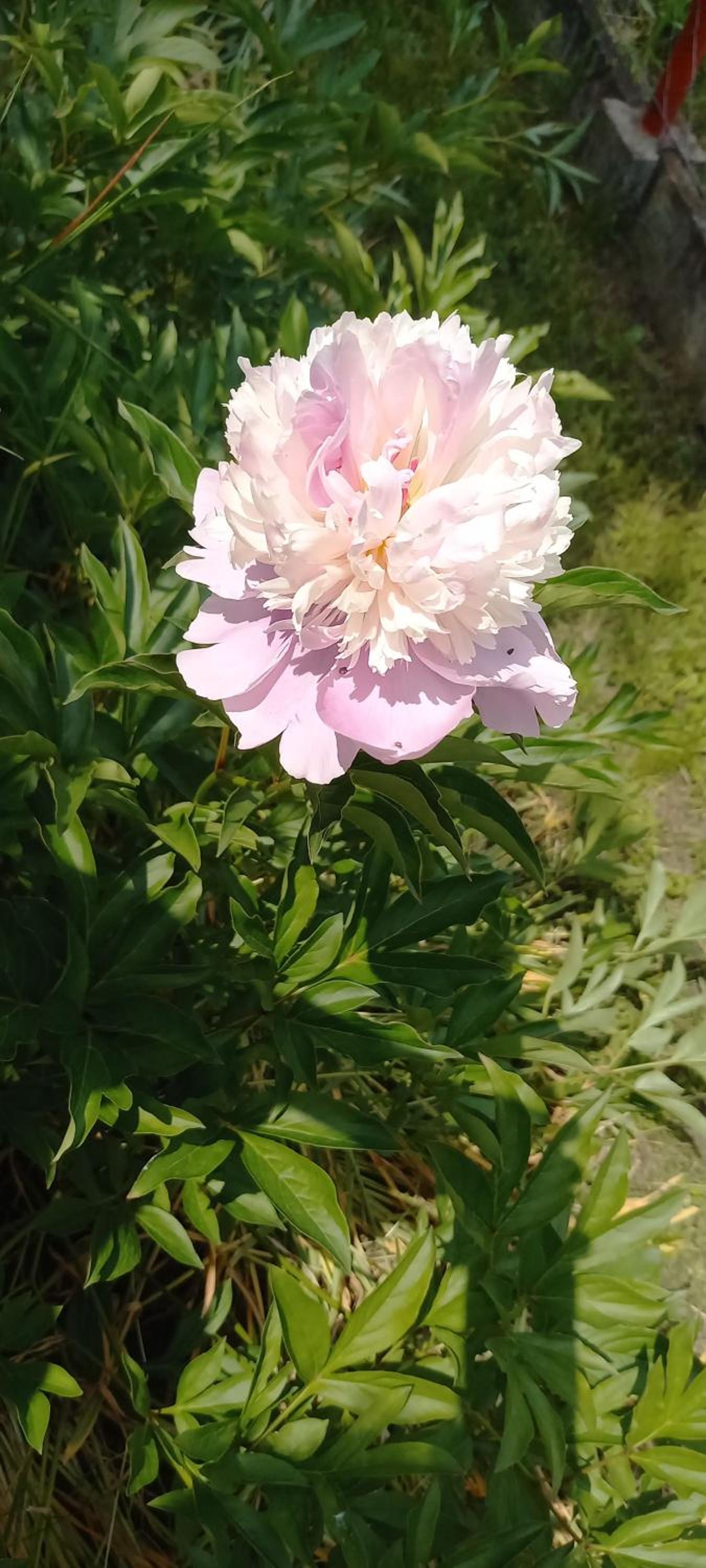 Photo 35