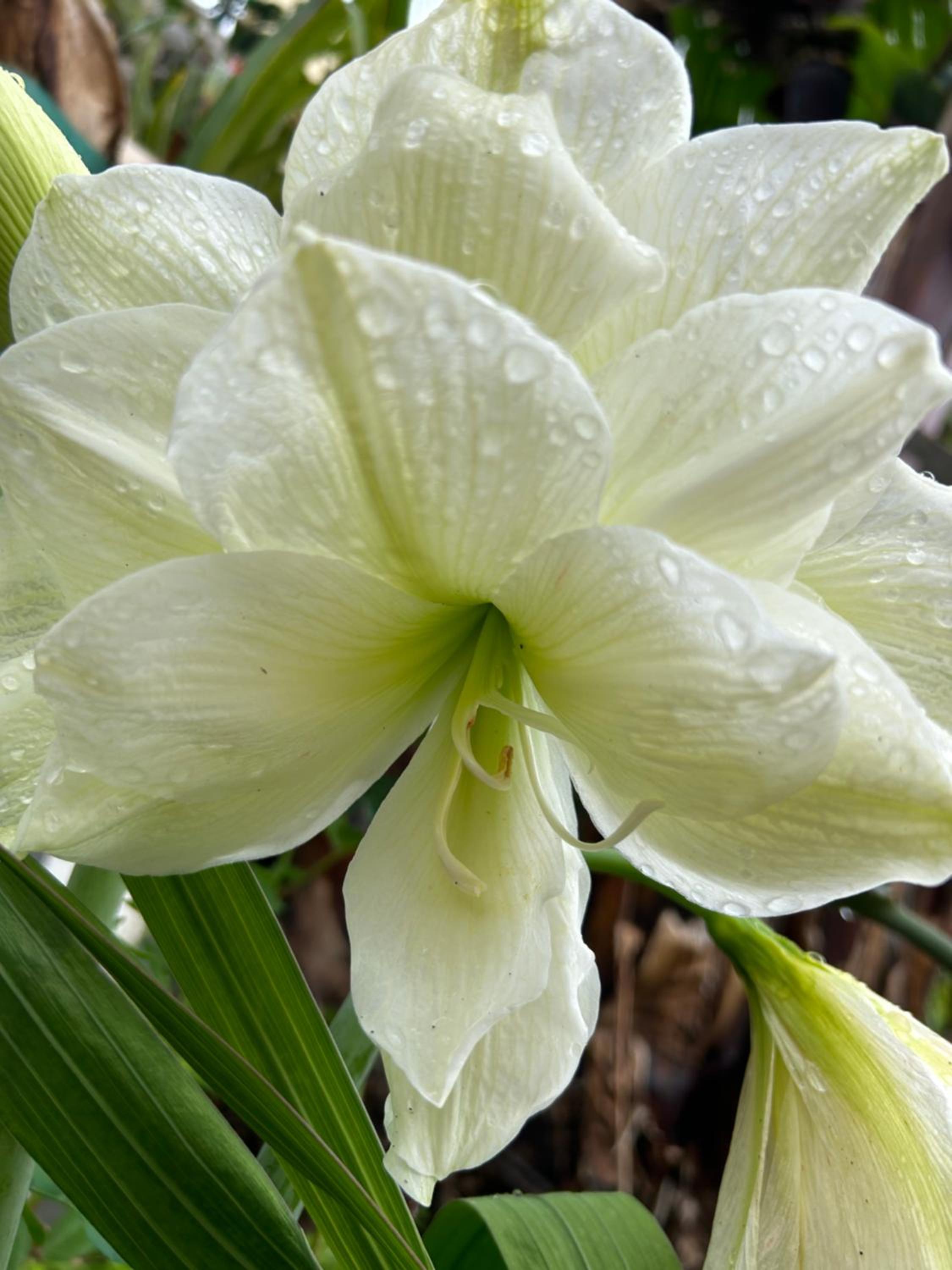 Tropical Garden