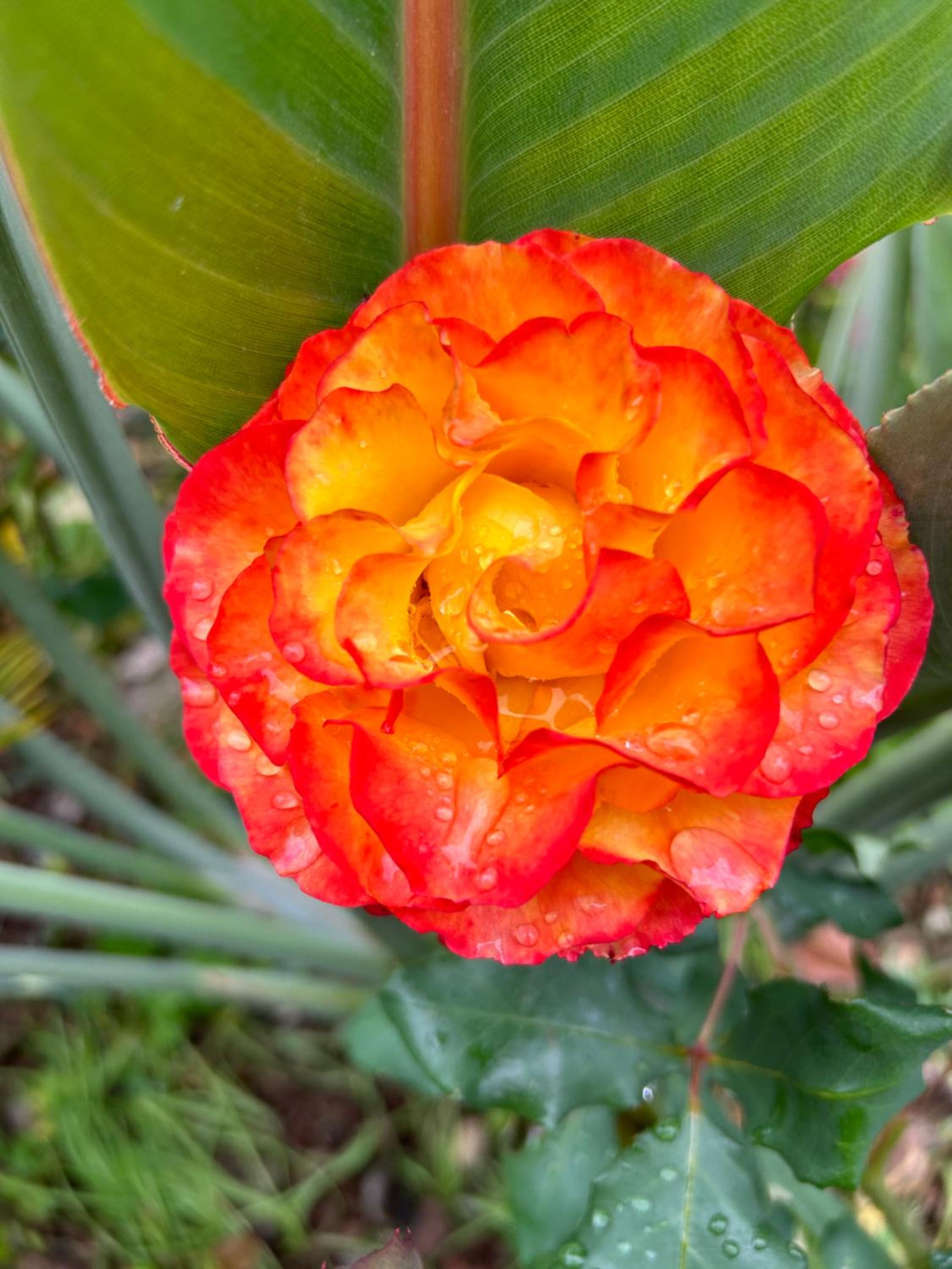 Tropical Garden