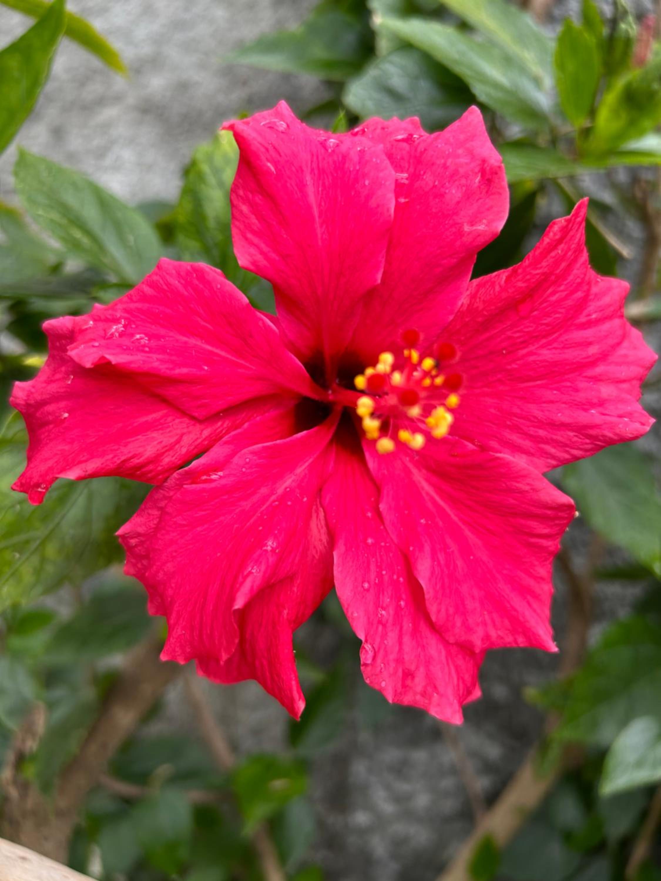 Tropical Garden