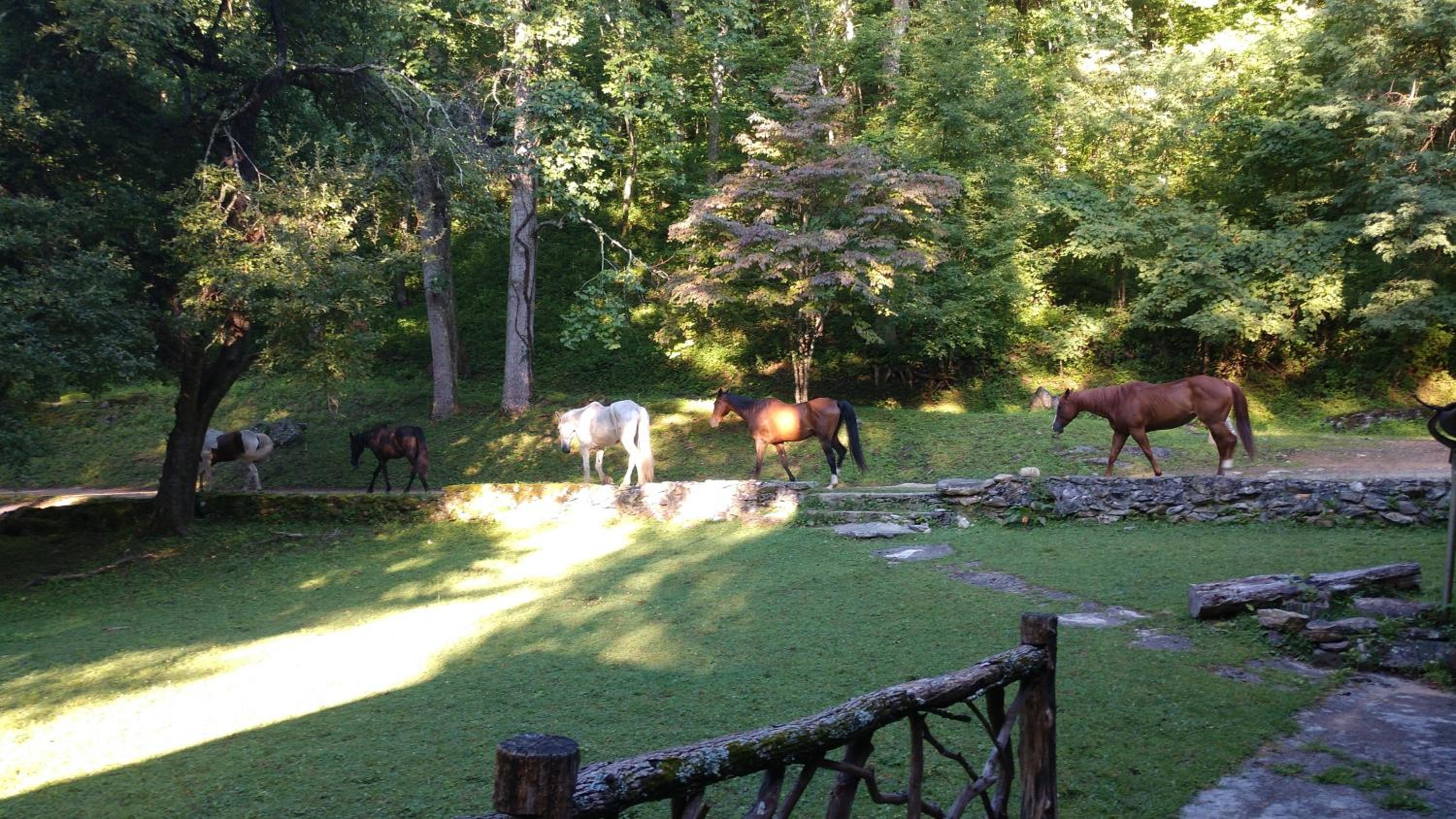 Arrowmont Stables & Cabins