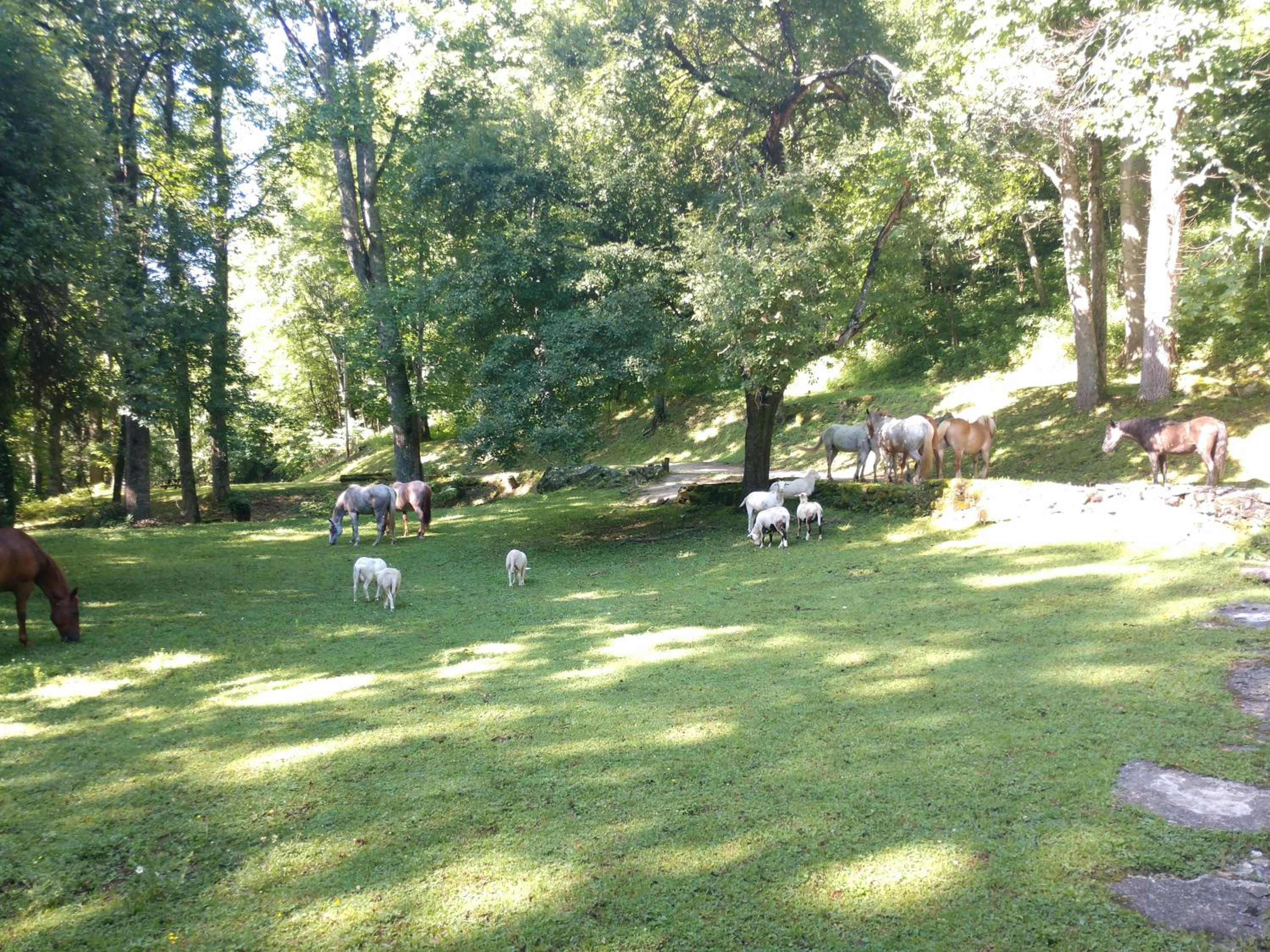 Arrowmont Stables & Cabins