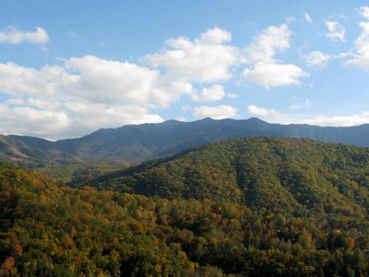 Bears Eye View