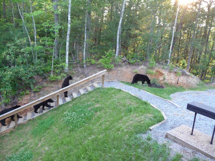 Bears Eye View