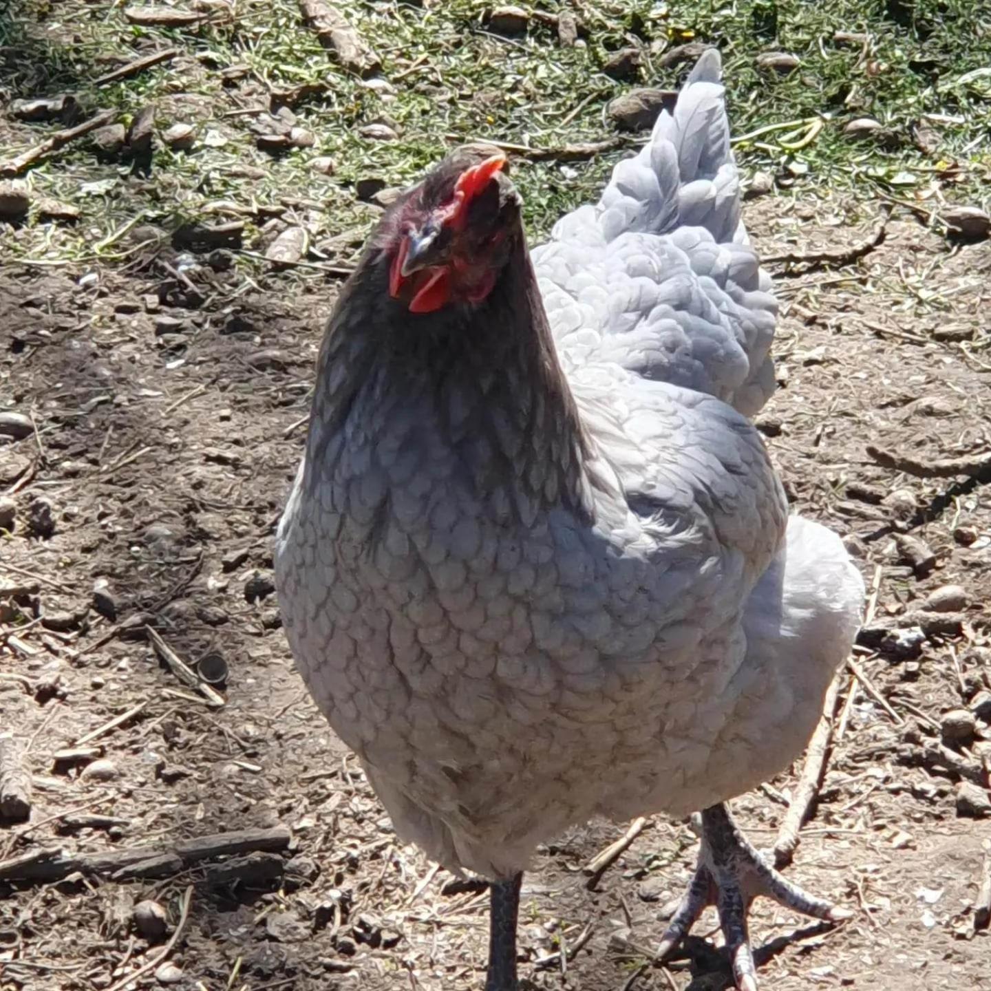 La Fermette des Ramolleux