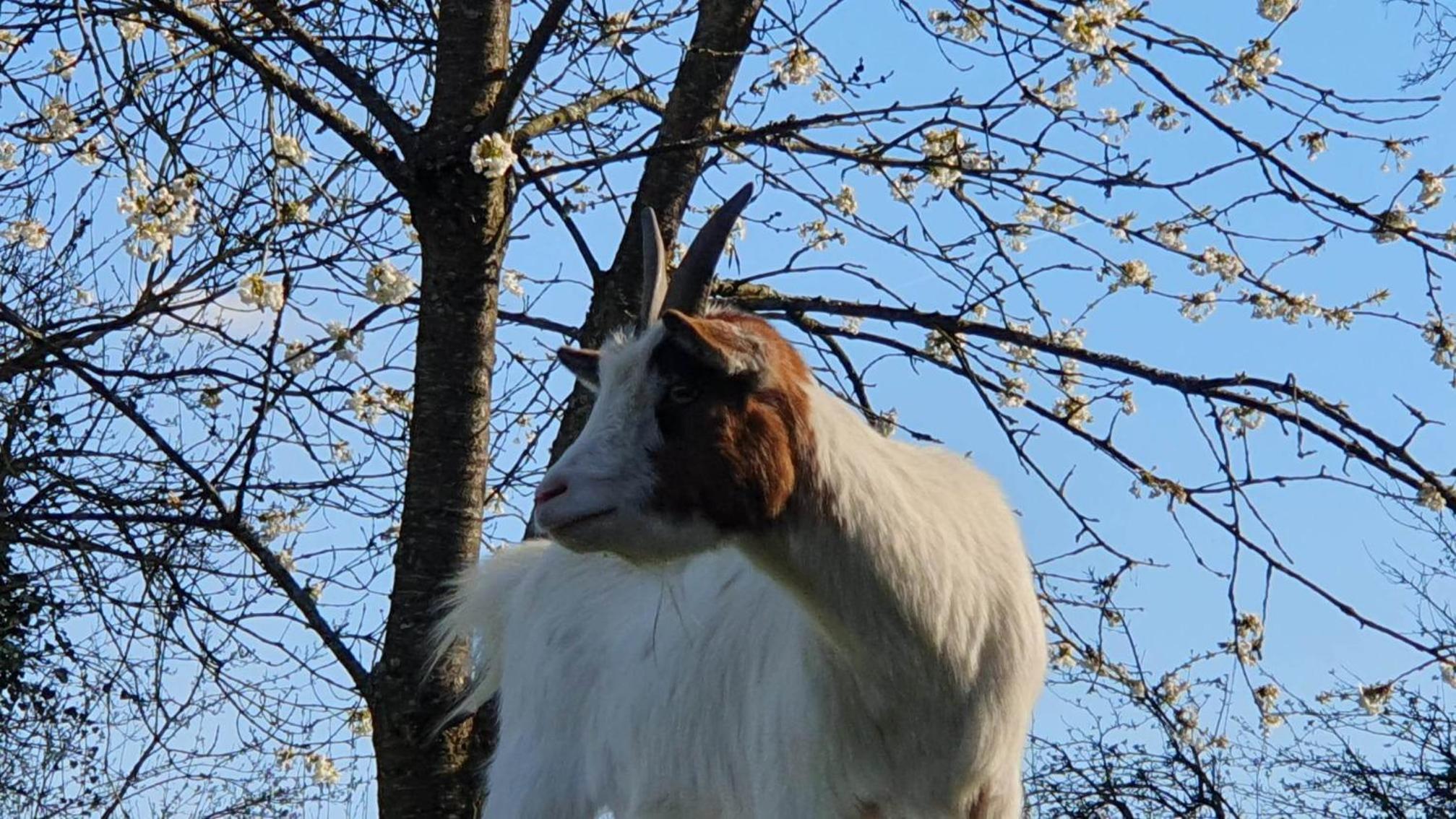 La Fermette des Ramolleux