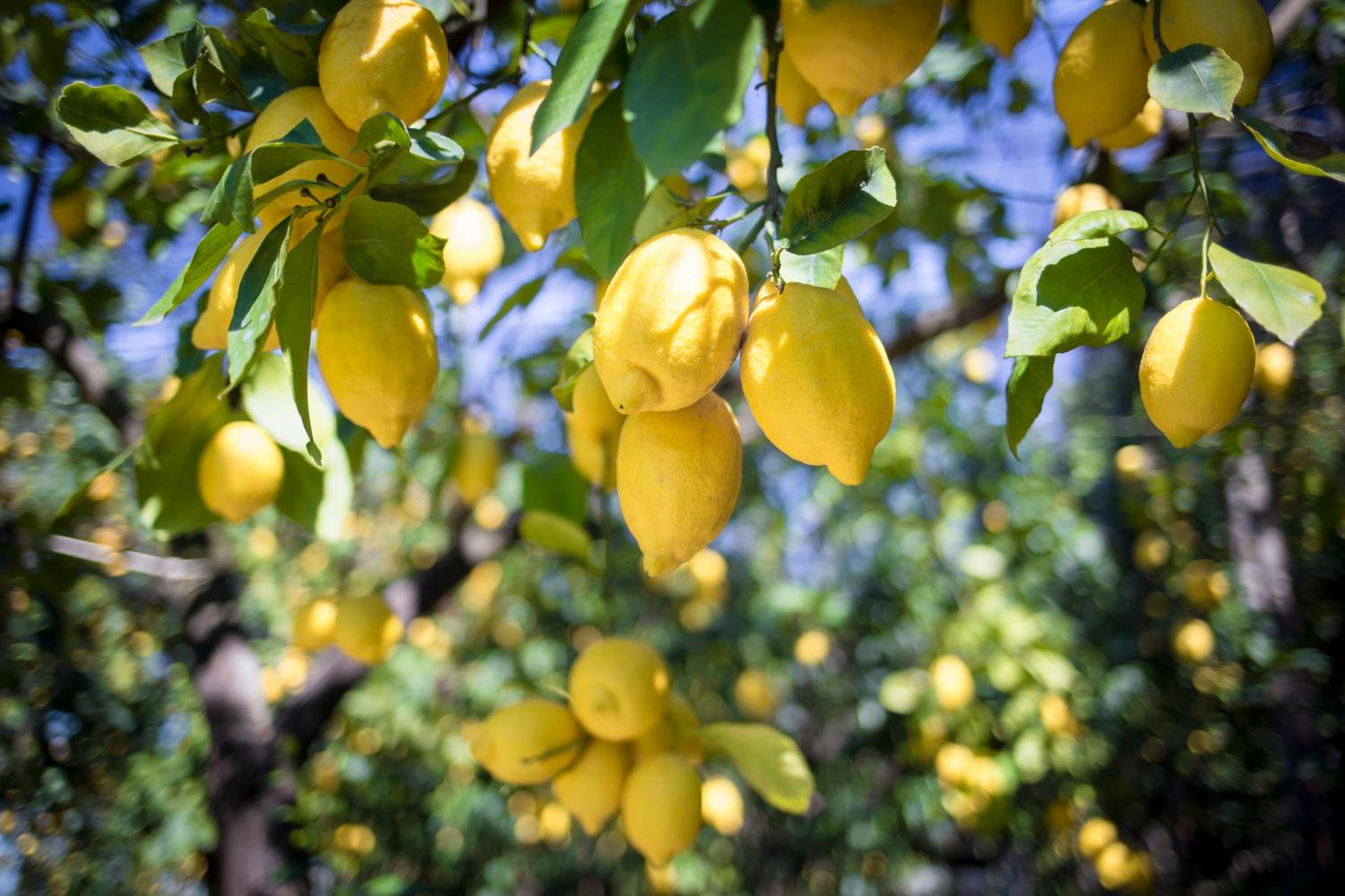 CASA BETANIA DA PEPPE photo 3