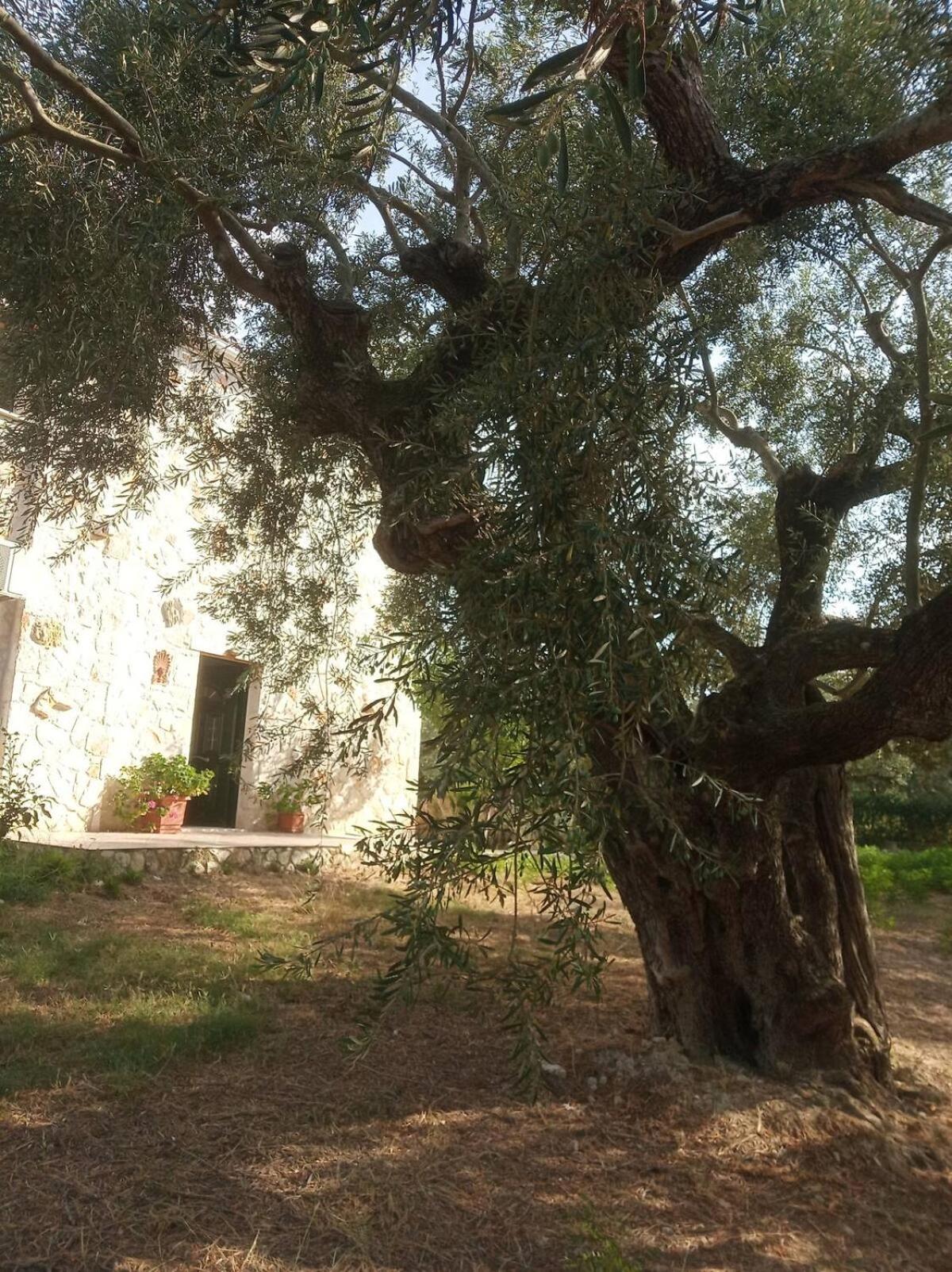 Olive Trees photo 5