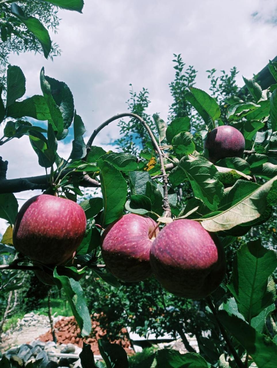 Mountain Lodge