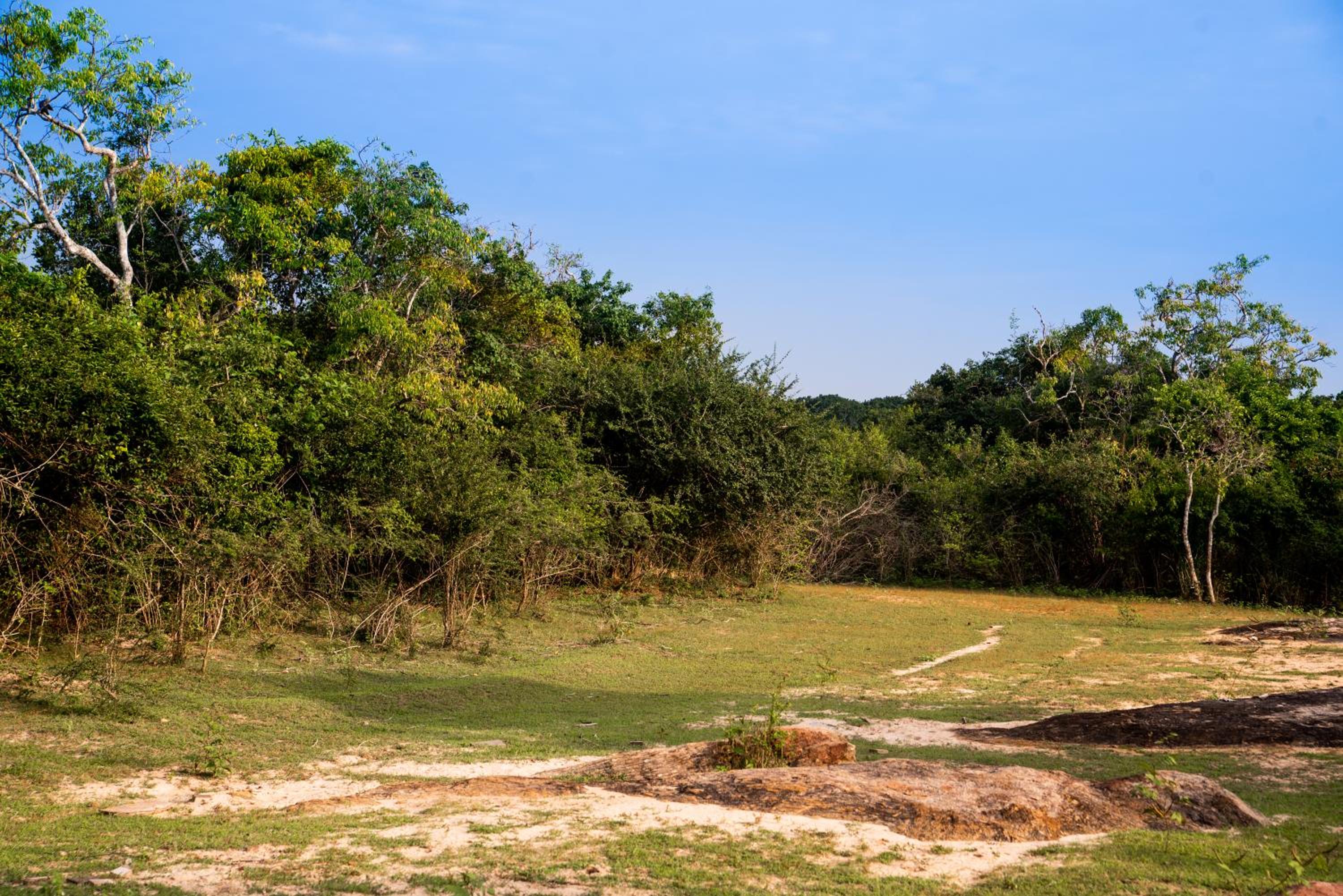Wild Trails Yala by Suri