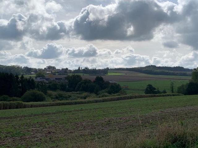 Les Myosotis
