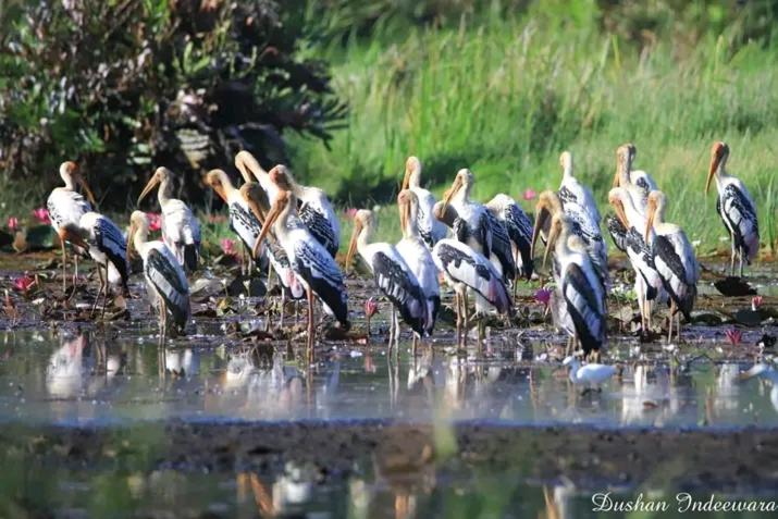 Nilwala Gate wetland Stay view 5
