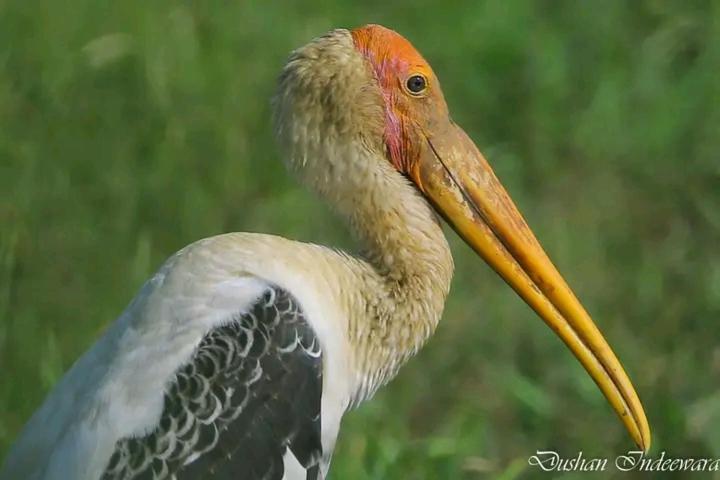 Nilwala Gate wetland Stay view 3