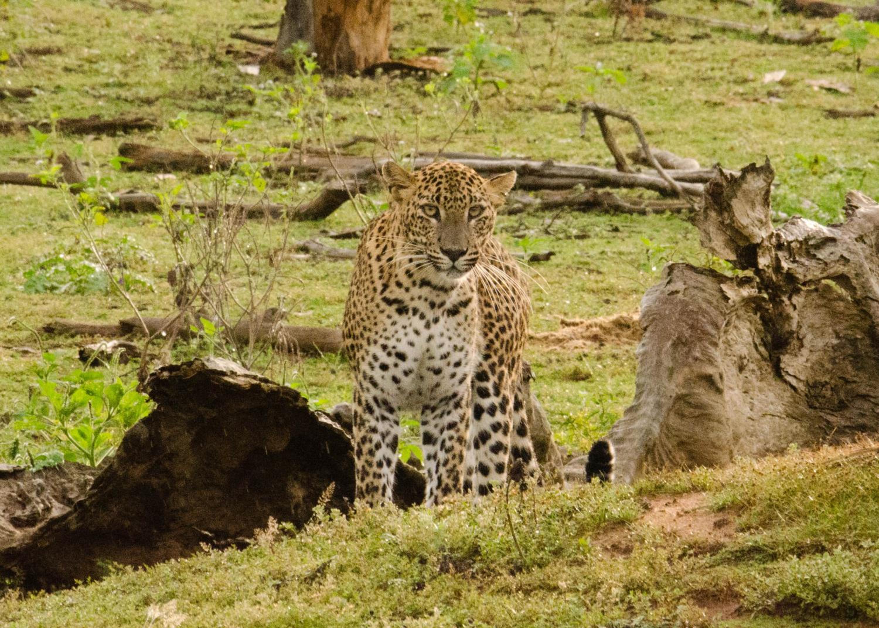 Big Game Yala - by Eco Team